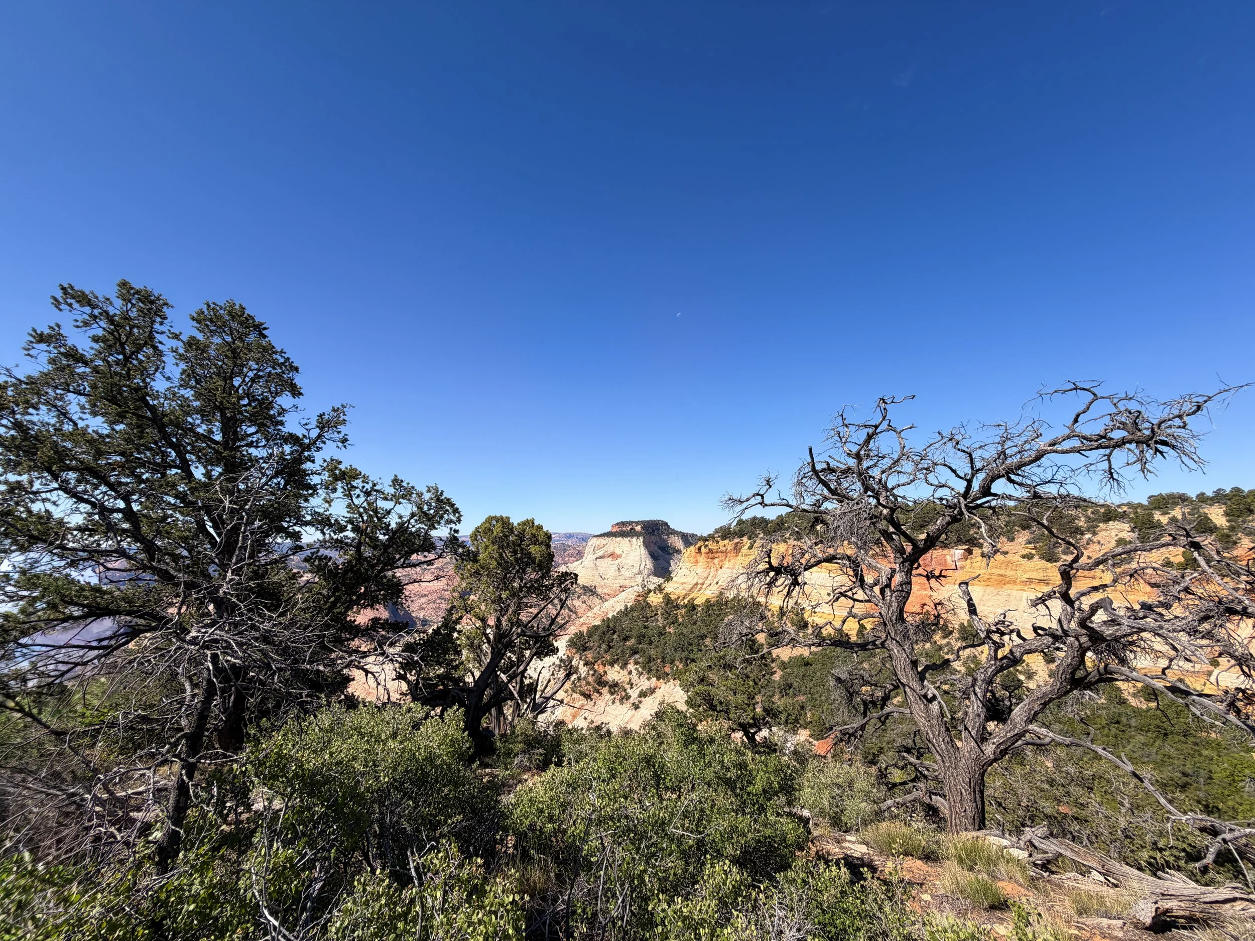 Deertrap Mountain Trail via East Rim Trail Zion National Park Utah