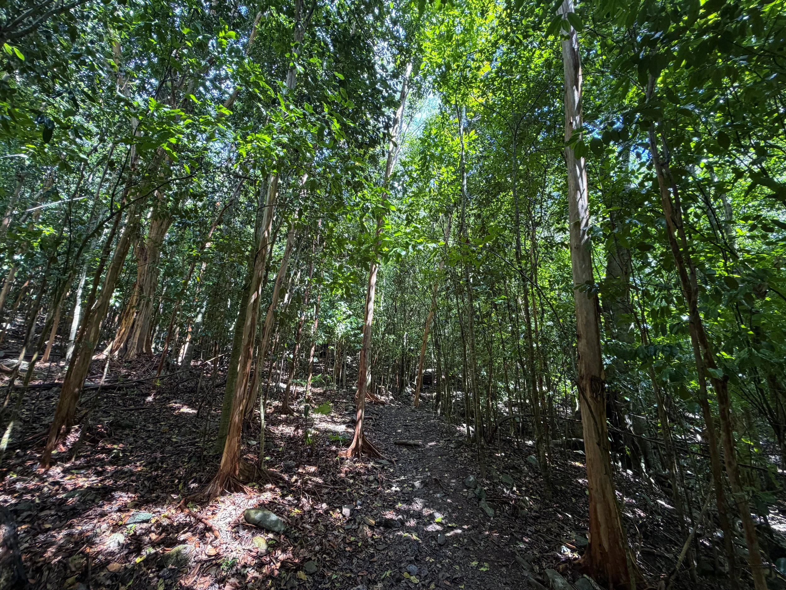 Cinnamon Bay Loop Hike Virgin Islands National Park