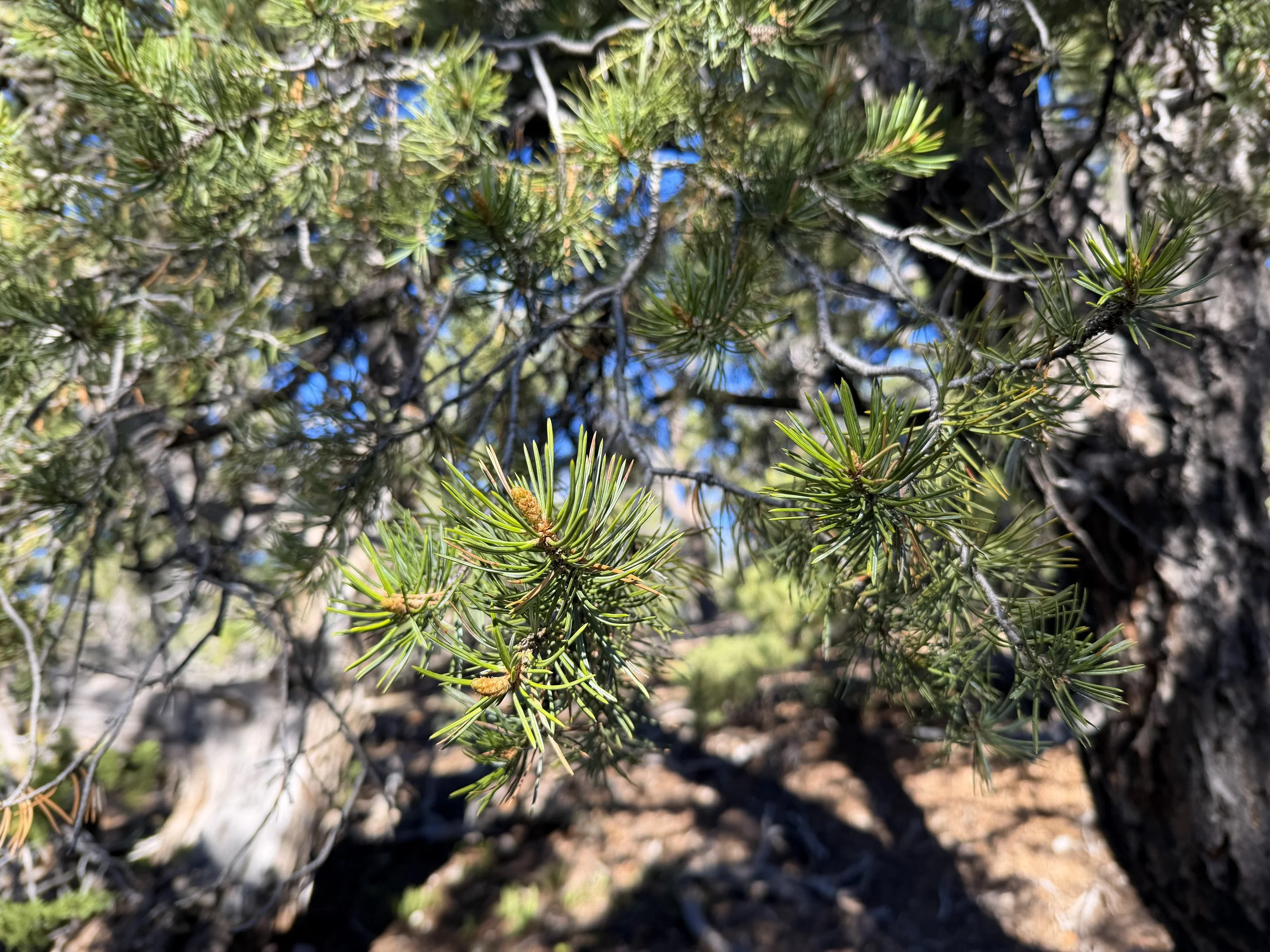 Piñon Pine Pinus edulis