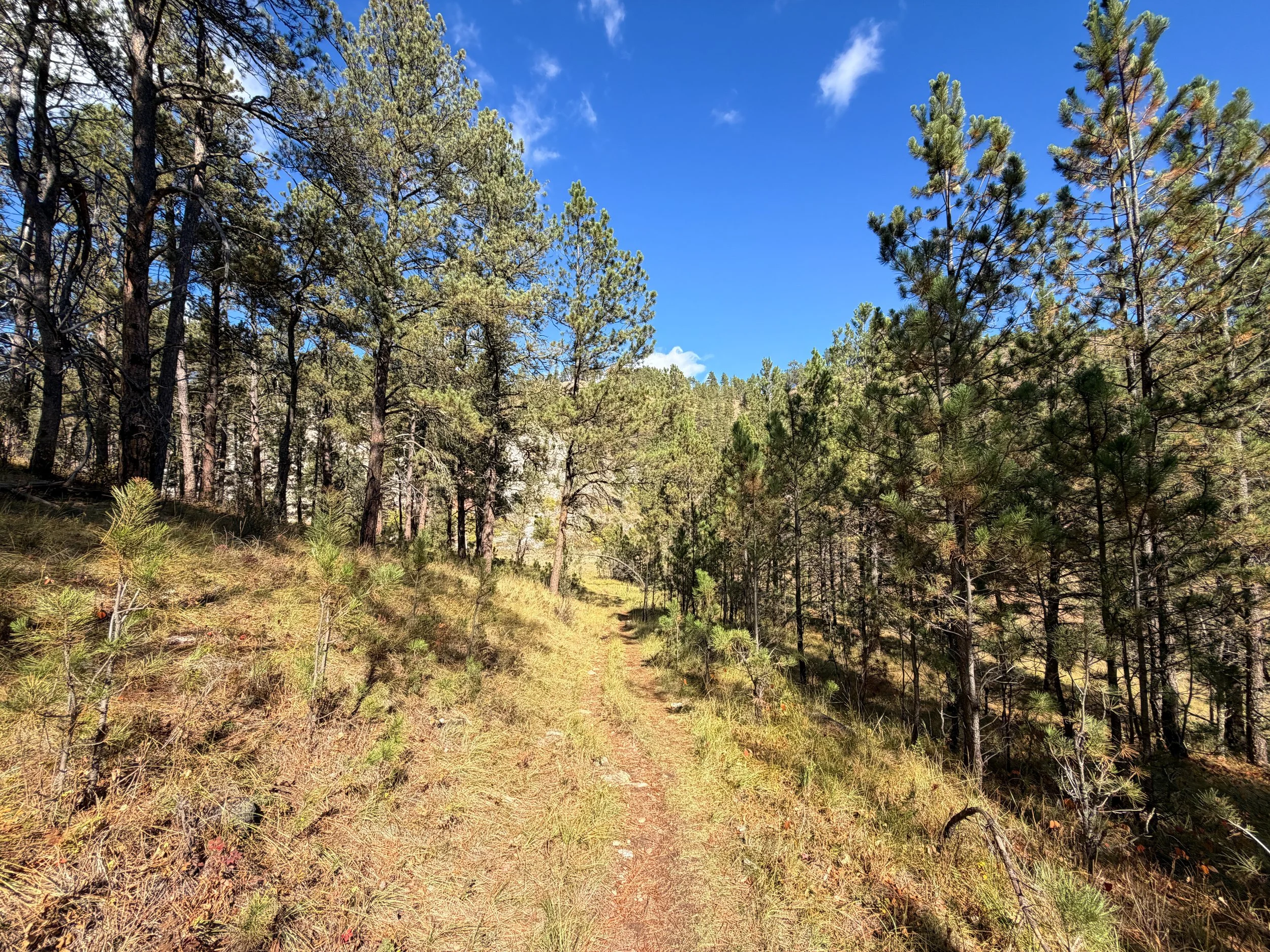 Lookout Point Loop Trail Wind Cave National Park South Dakota
