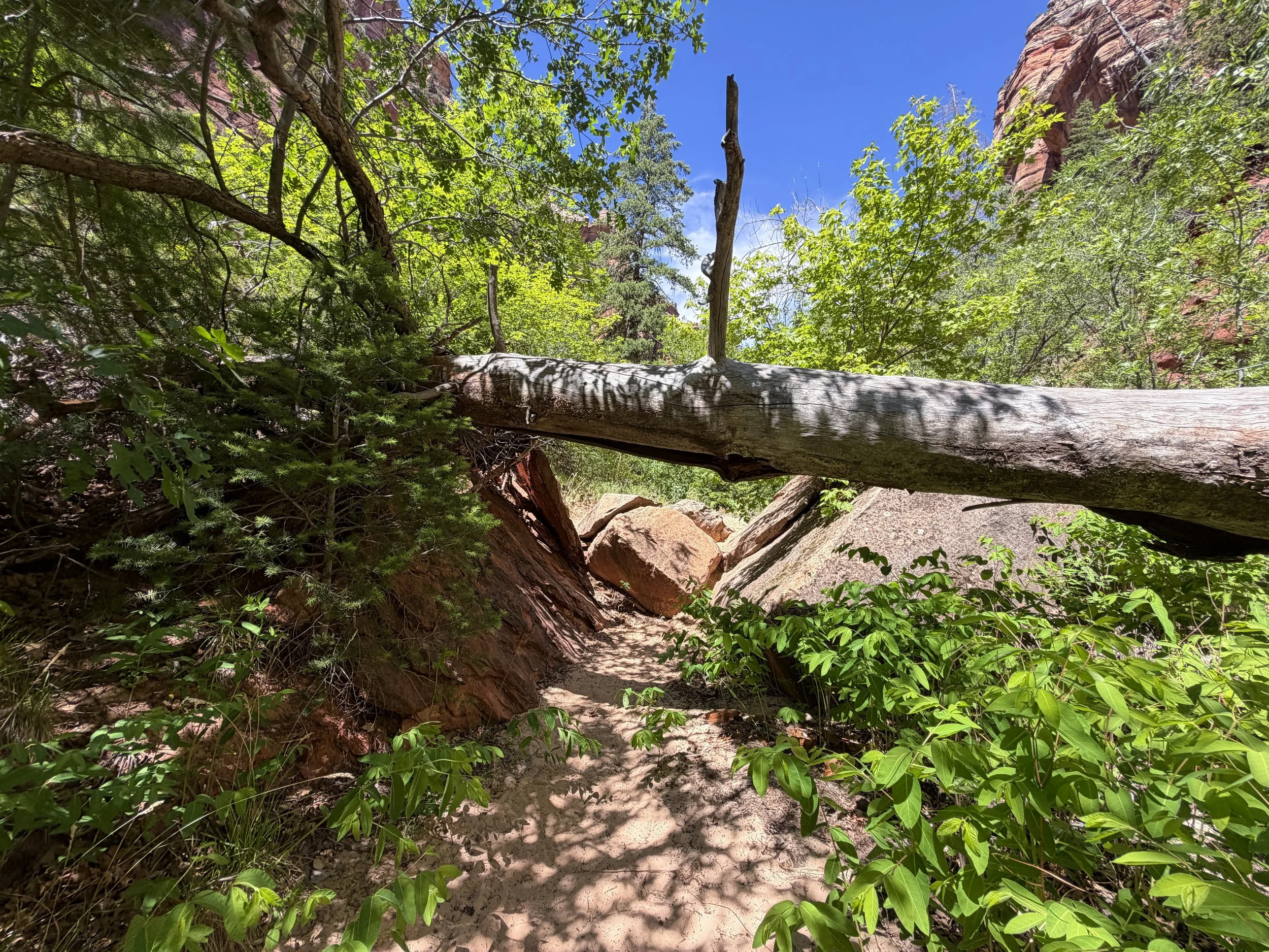 Left Fork North Creek Trail to the Subway Zion National Park Utah