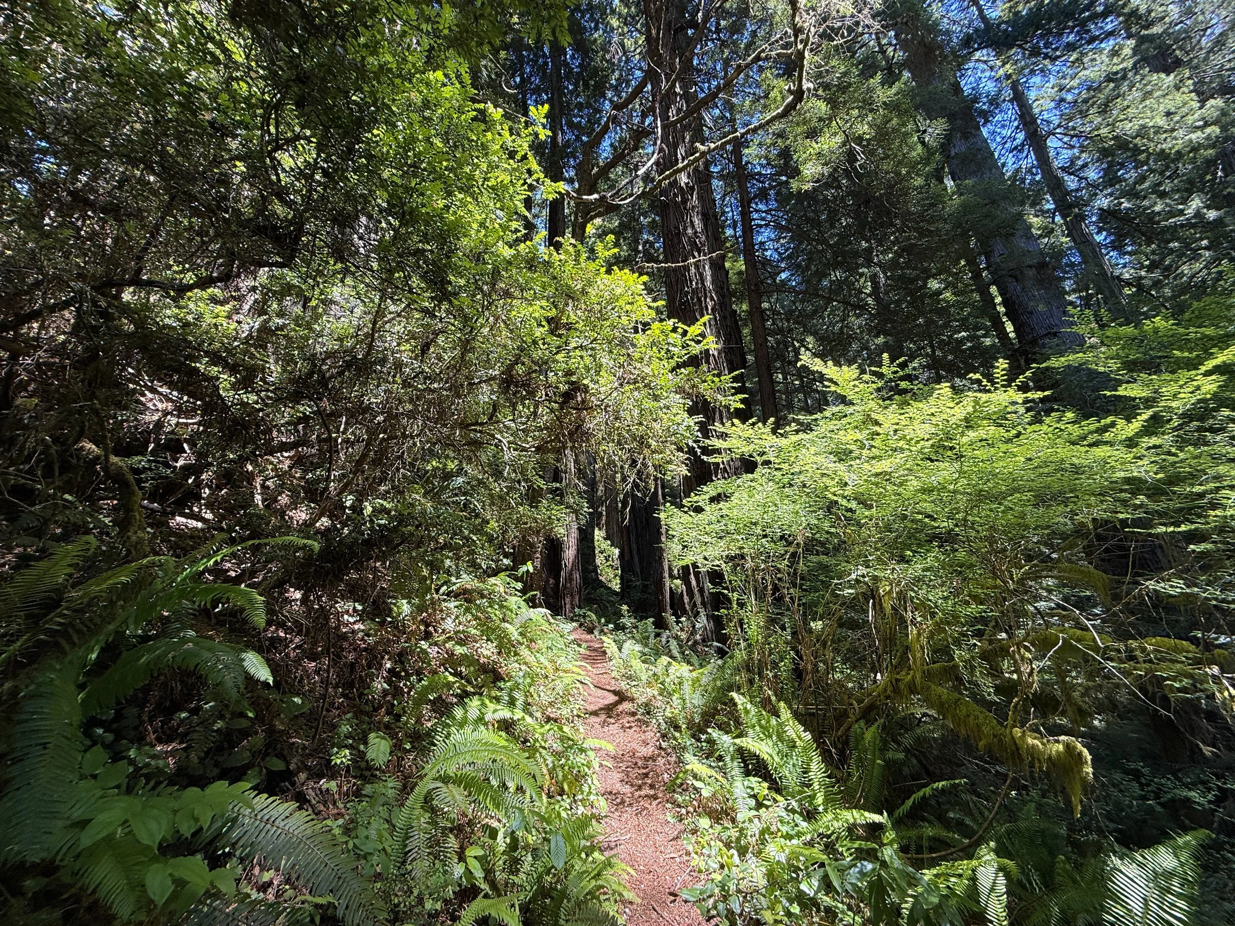 Ten Taypo–Hope Creek Loop Trail Prairie Creek Redwoods State Park California