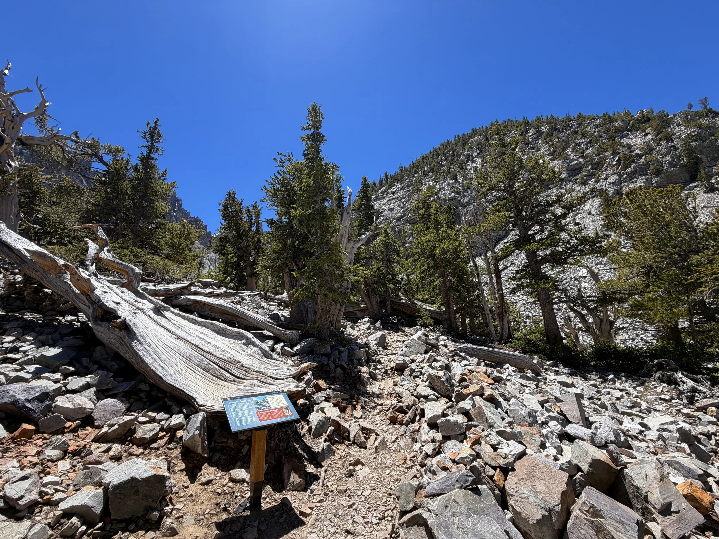 Bristlecone Loop Trail Great Basin National Park Nevada