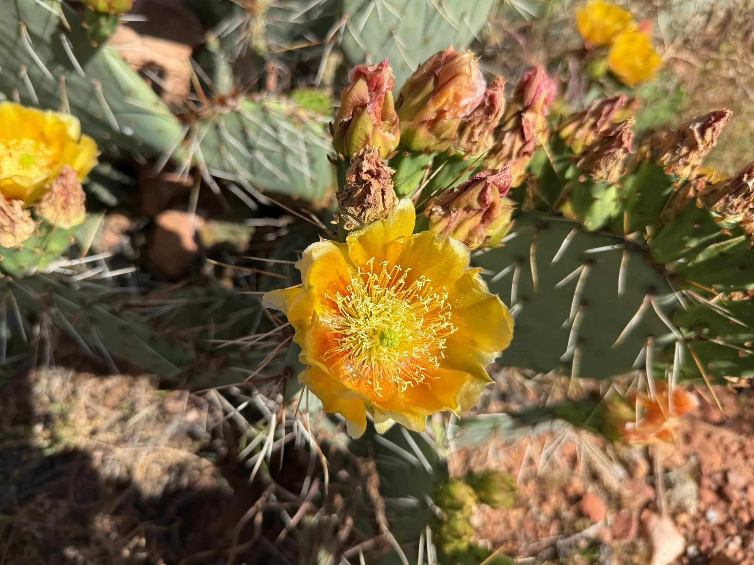 Engelmanns Prickly Pear Opuntia engelmannii