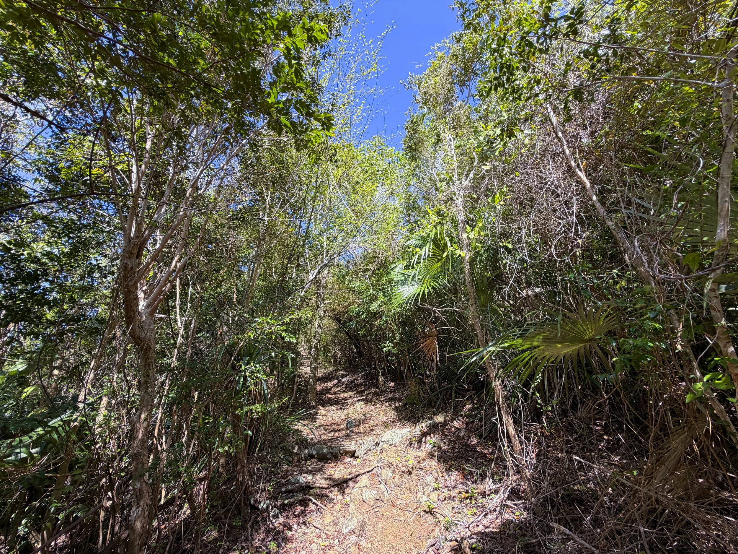 Bordeaux Mountain Trail Virgin Islands National Park