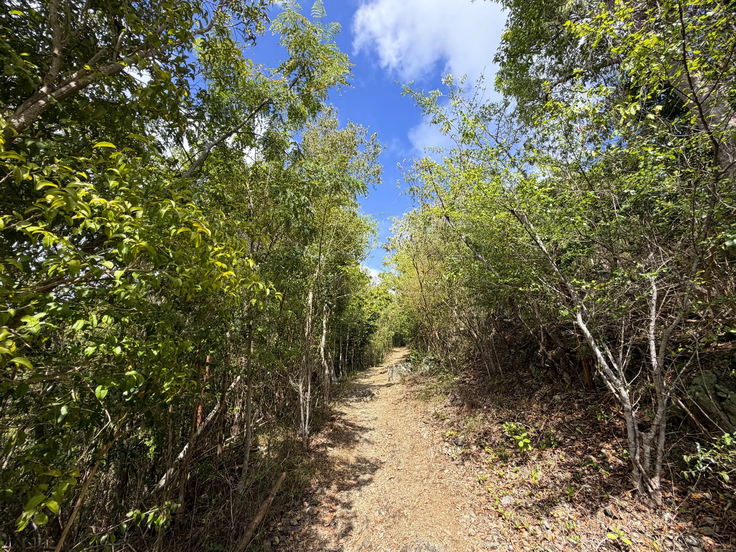 America Hill Trail Virgin Islands National Park