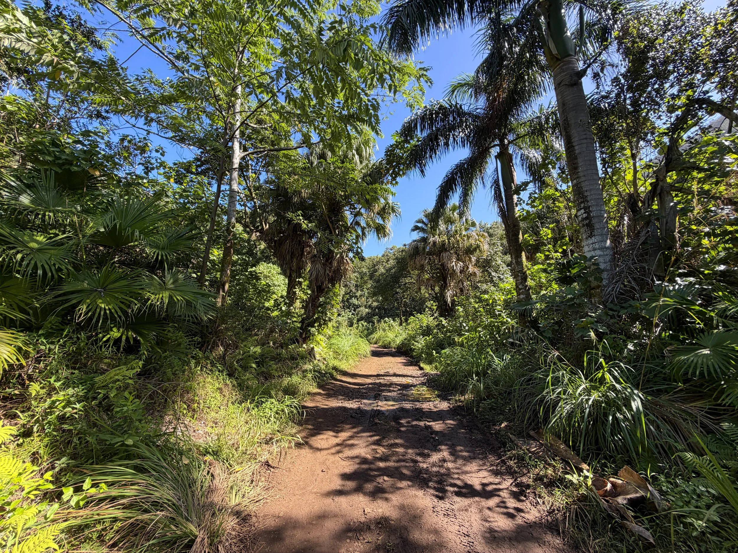 Tripler Ridge Trail via Kamananui Valley Road Oahu Hawaii