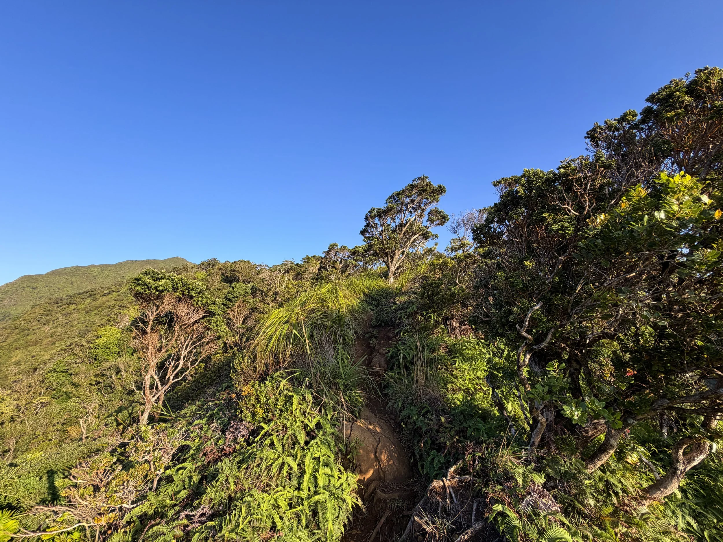 Back Way to Stairway to Heaven Moanalua Middle Ridge Hike Oahu Hawaii
