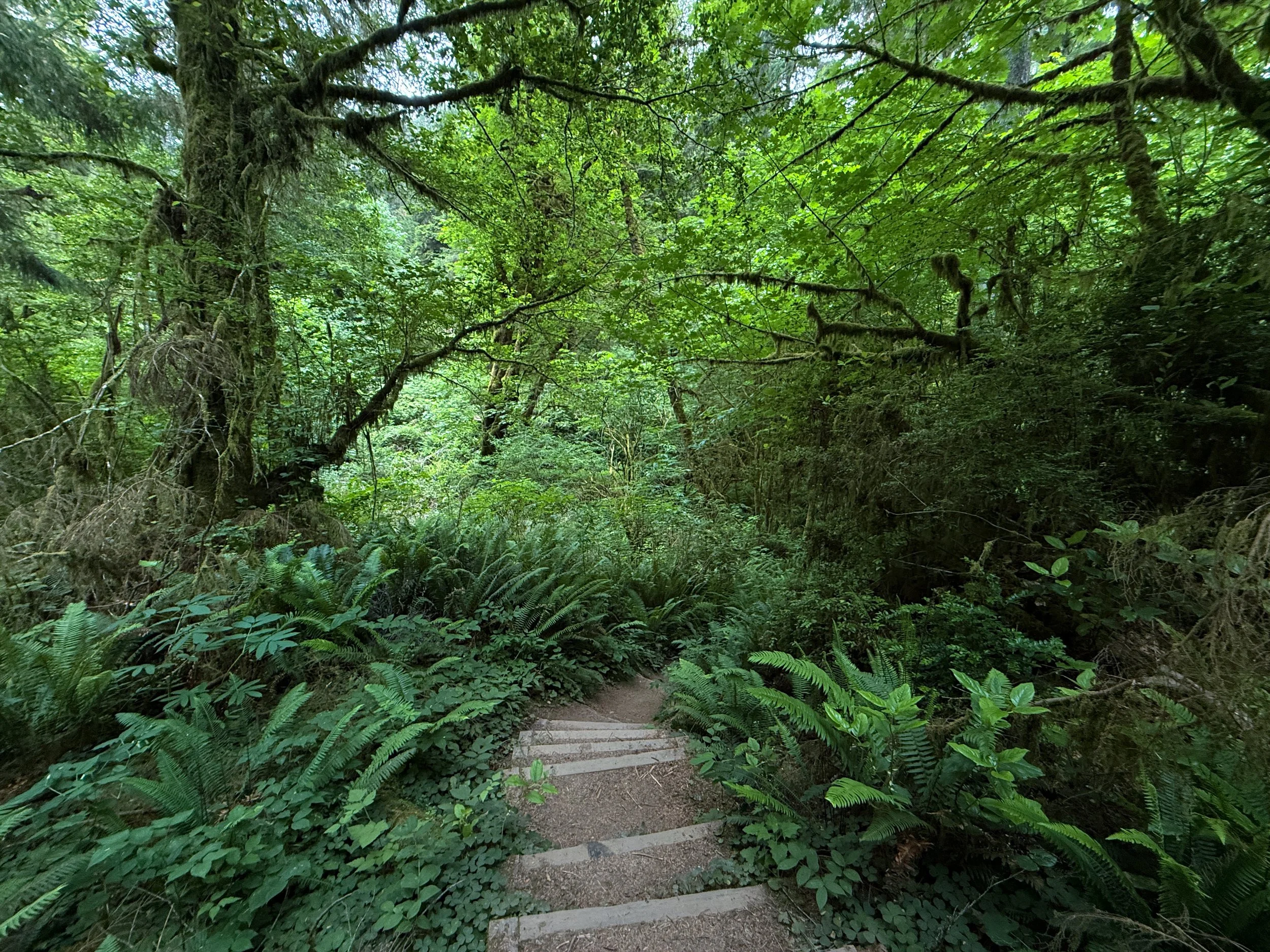 Boy Scout Tree Trail Jedediah Smith Redwoods State Park California