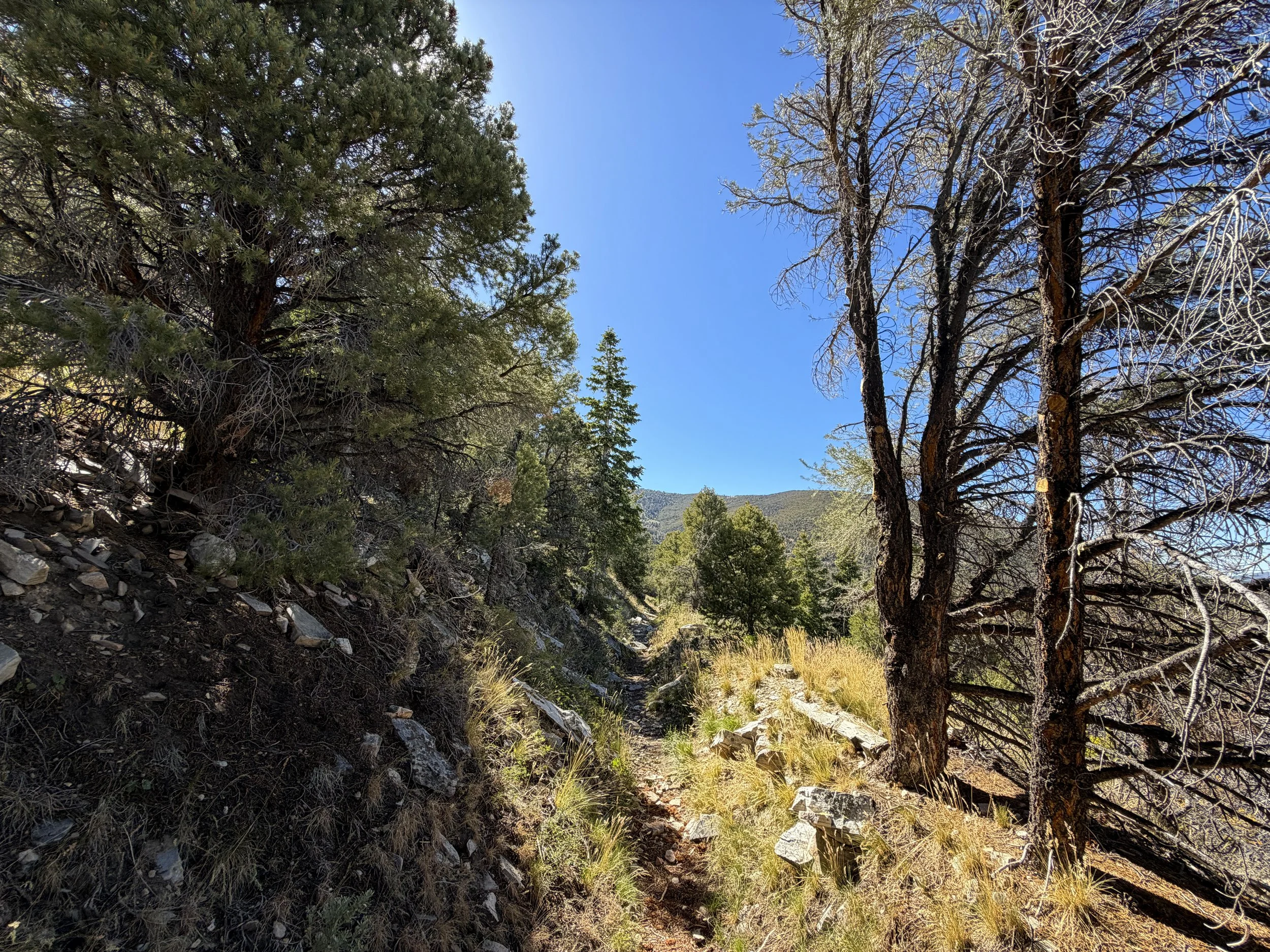 Osceola Ditch Hike Great Basin National Park Nevada