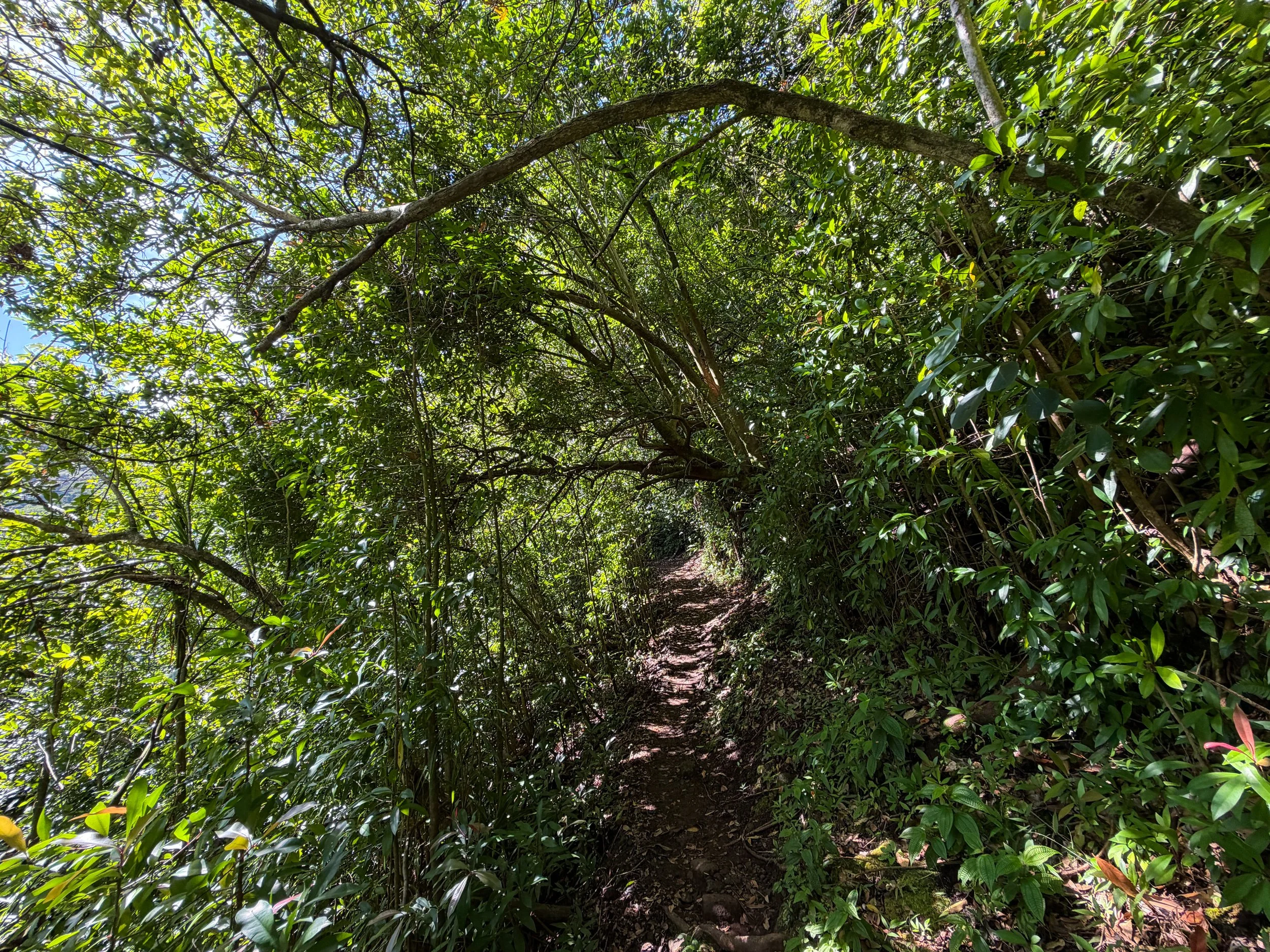 Aihualama Trail Oahu Hawaii