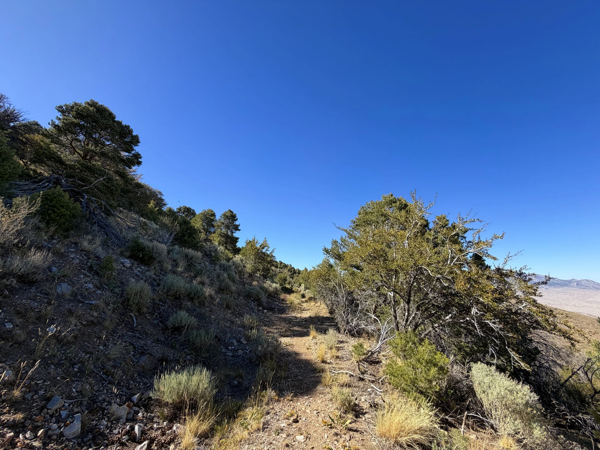 Osceola Ditch Trail Great Basin National Park Nevada