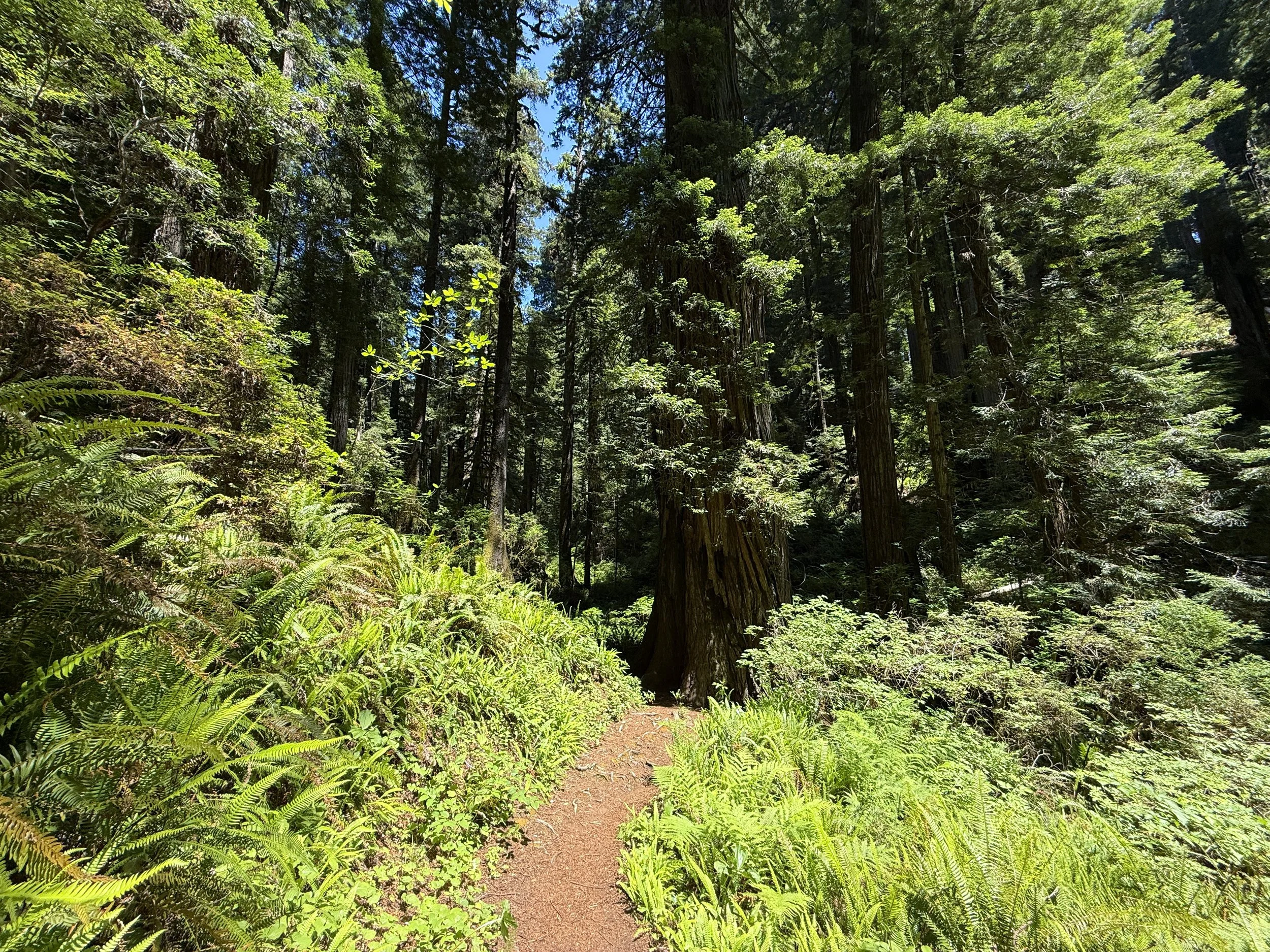 Hope Creek–Ten Taypo Loop Trail Prairie Creek Redwoods State Park California