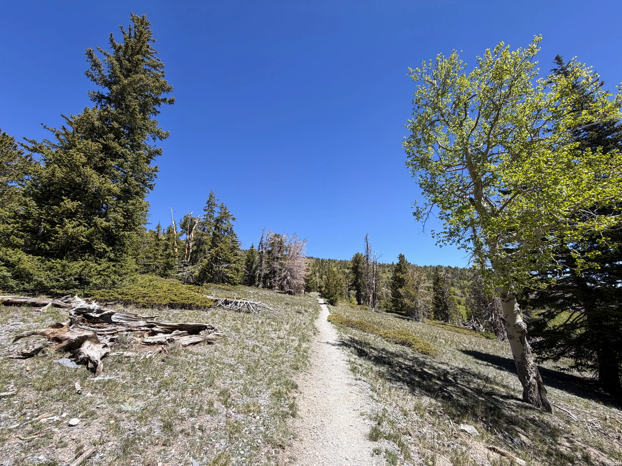 Wheeler Peak Trail Great Basin National Park Nevada