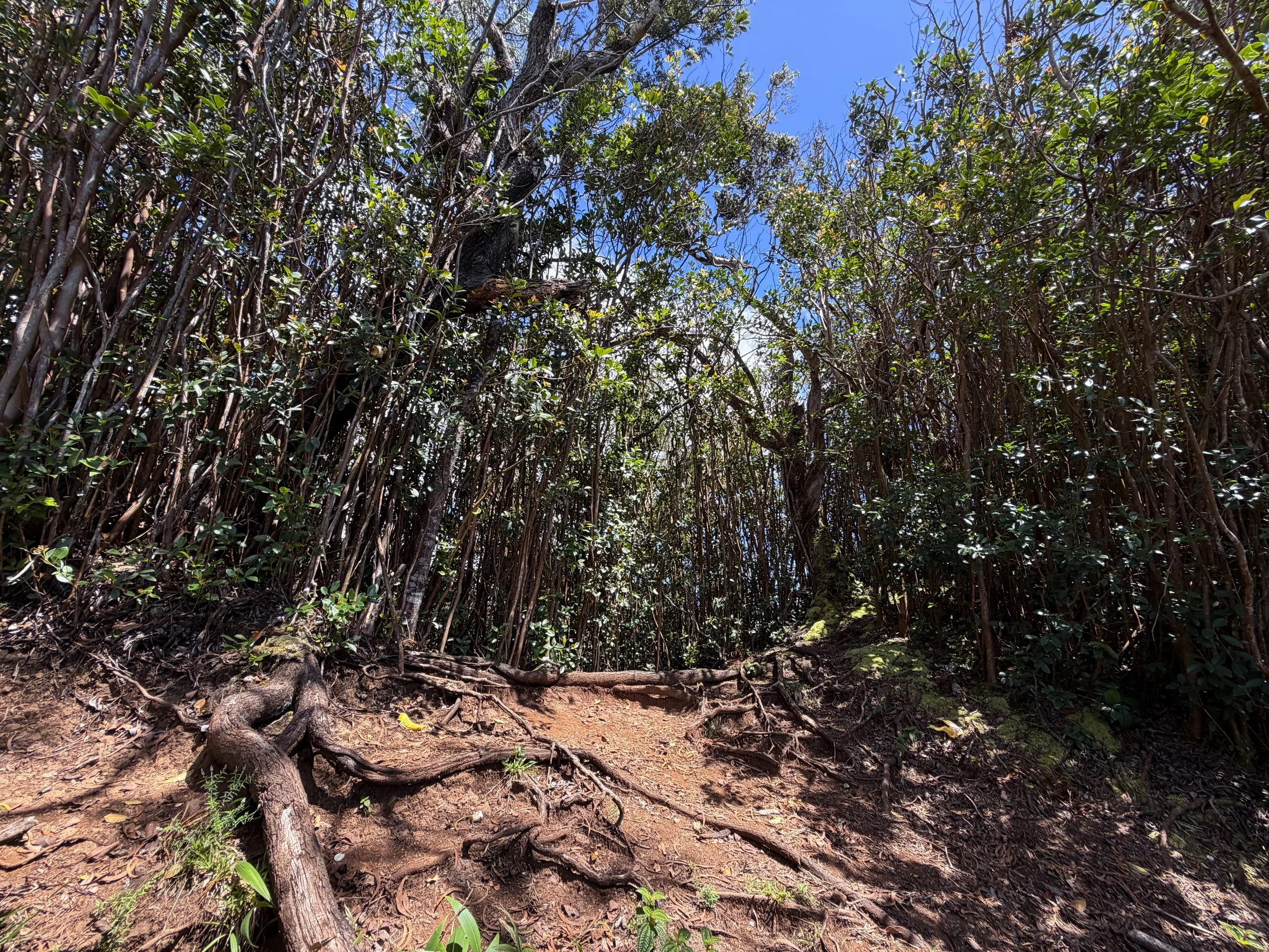 Moanalua Valley to Tripler Ridge Trail Oahu Hawaii