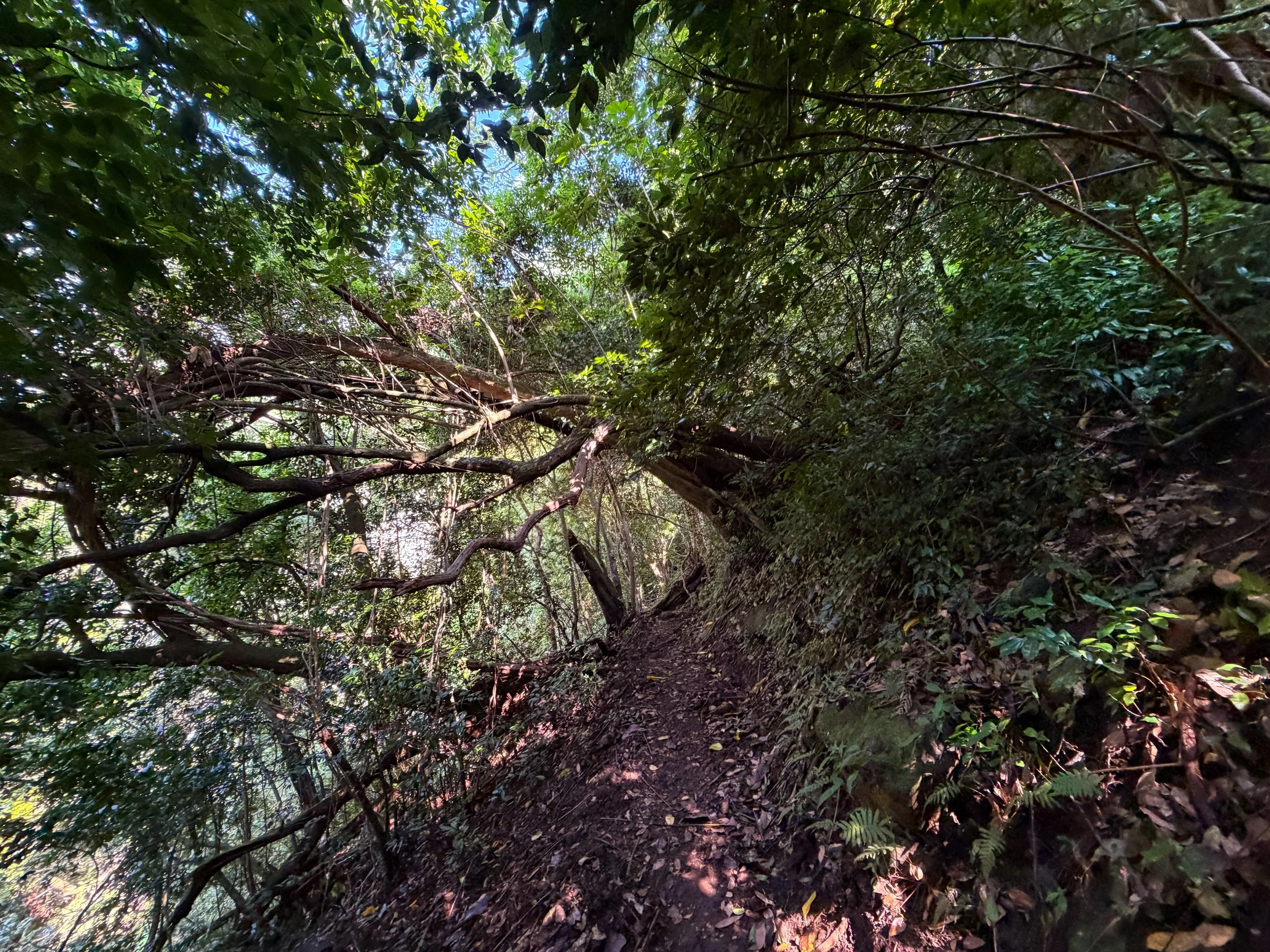 Nuuanu Trail to Tantalus Oahu Hawaii