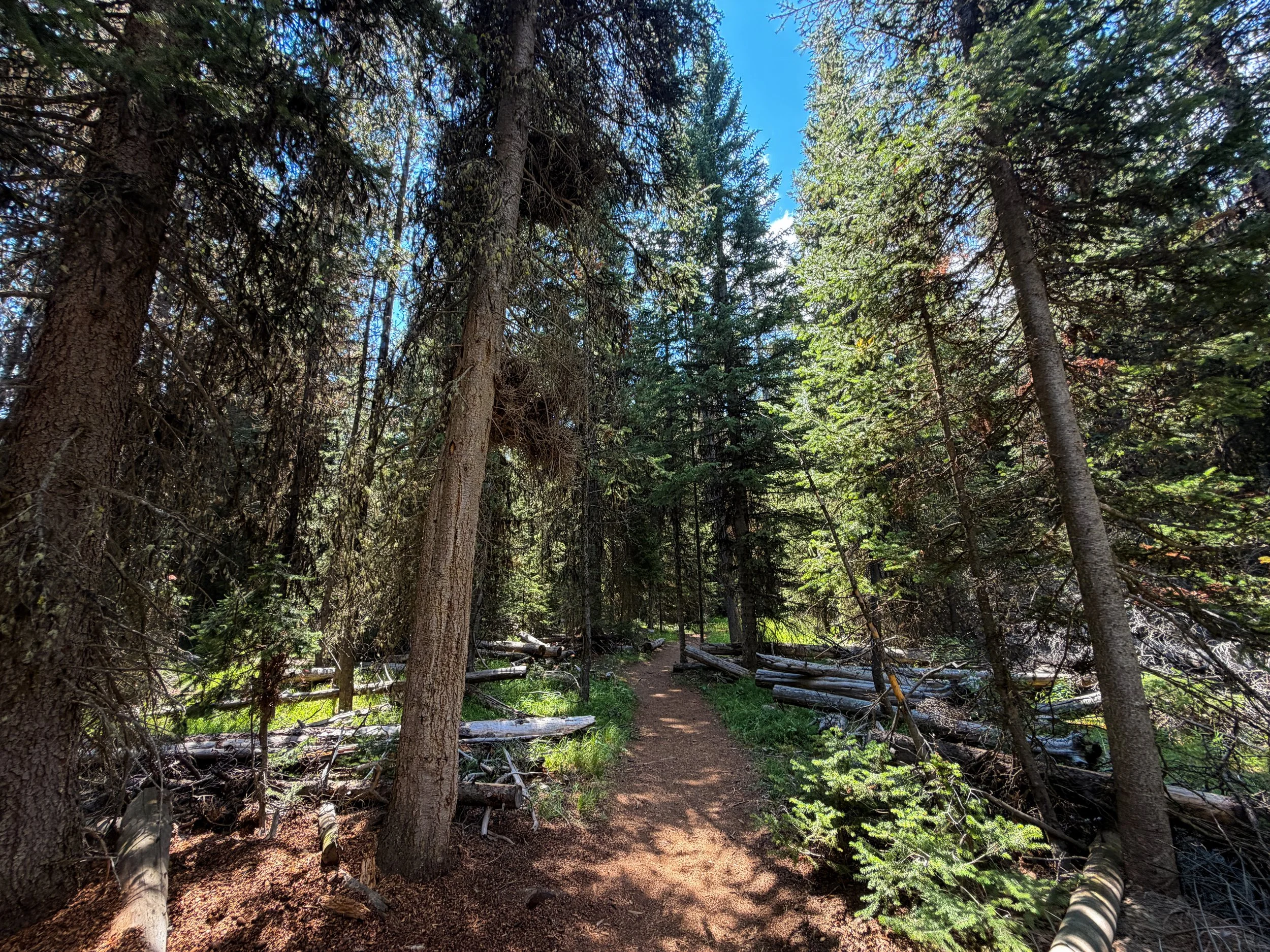 Storm Point Loop Trail Yellowstone National Park Wyoming