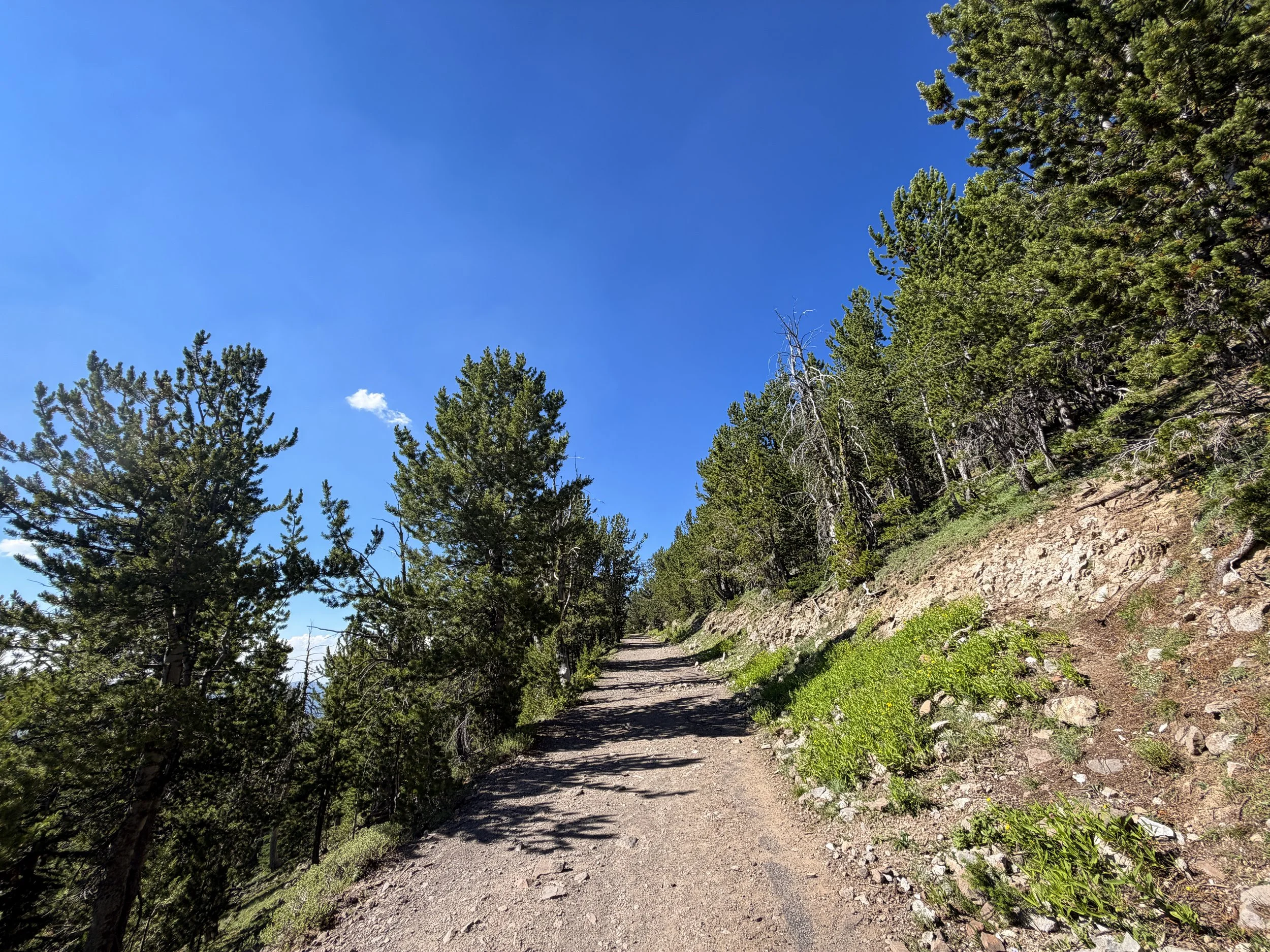 Mt. Washburn Hike via Dunraven Pass Yellowstone National Park Wyoming