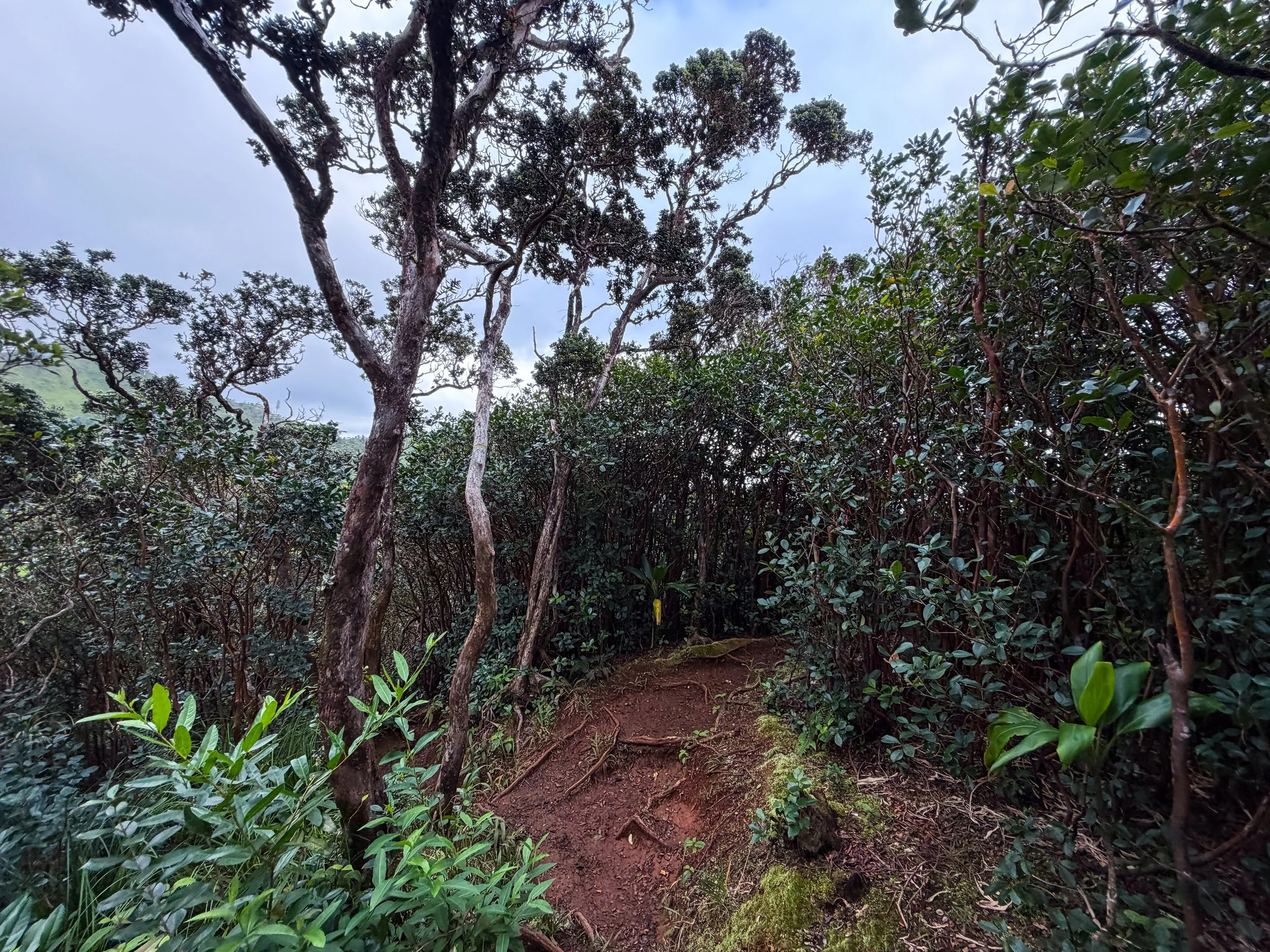 Kaau Crater Trail Oahu Hawaii