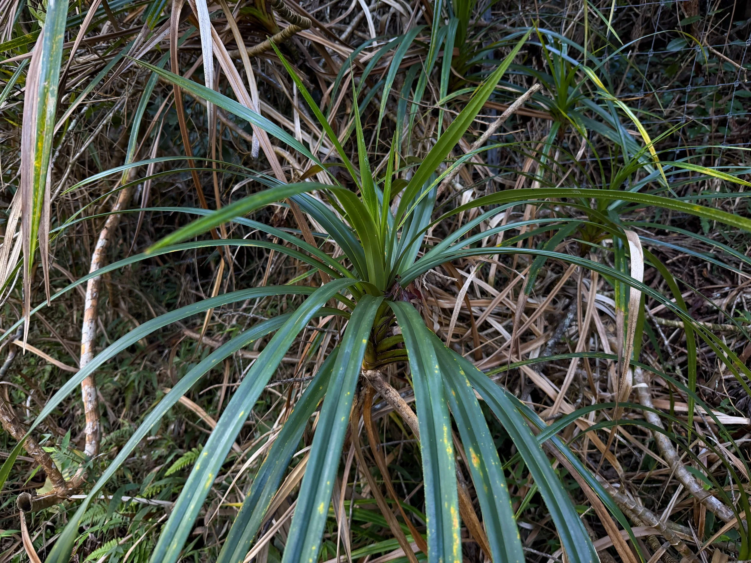 Ieie Freycinetia arborea