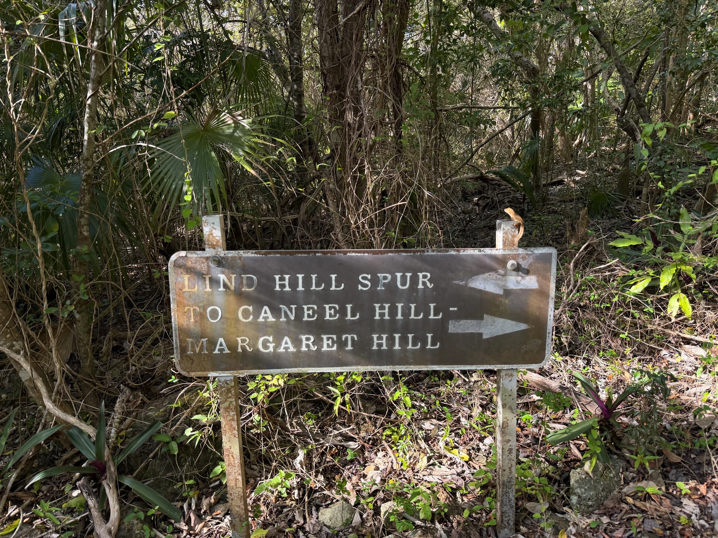 Caneel Hill Spur Trail Virgin Islands National Park