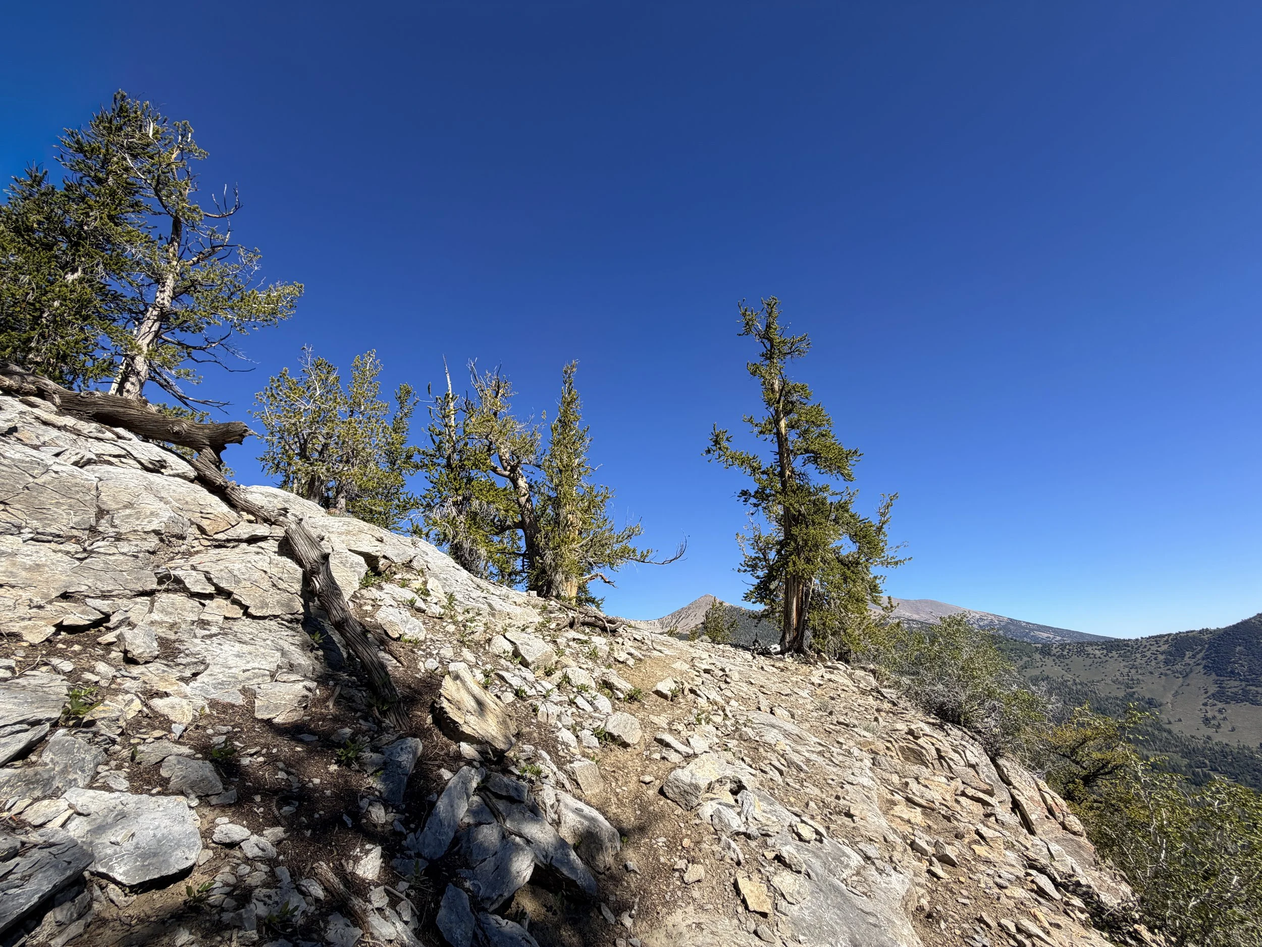 Snake Divide Trail Great Basin National Park Nevada