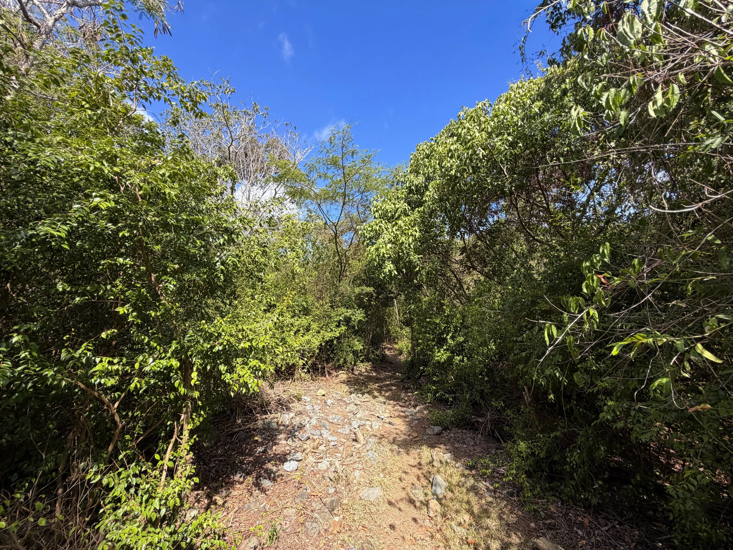 Brown Bay Trail Virgin Islands National Park