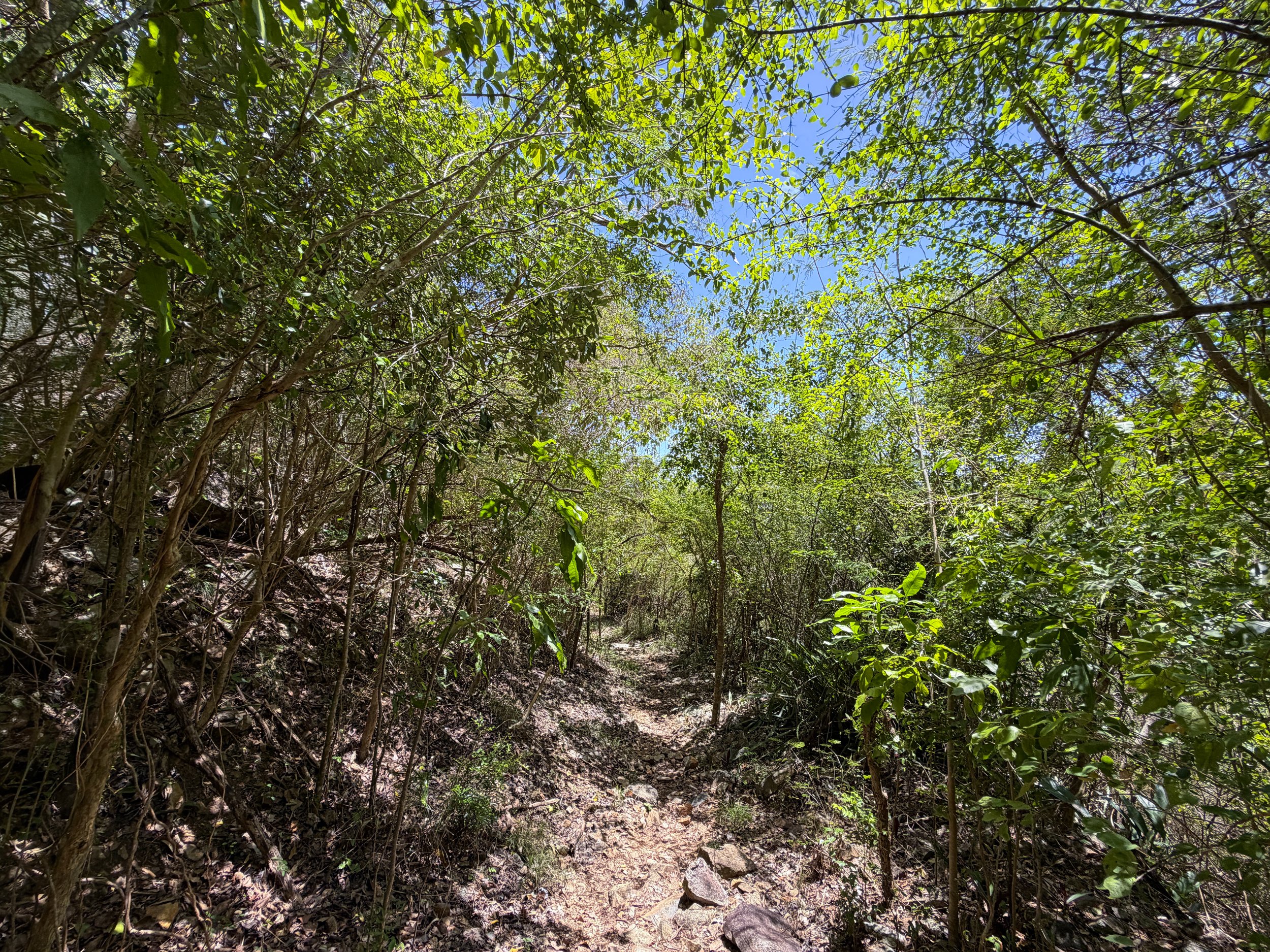 LEsperance Trail Virgin Islands National Park