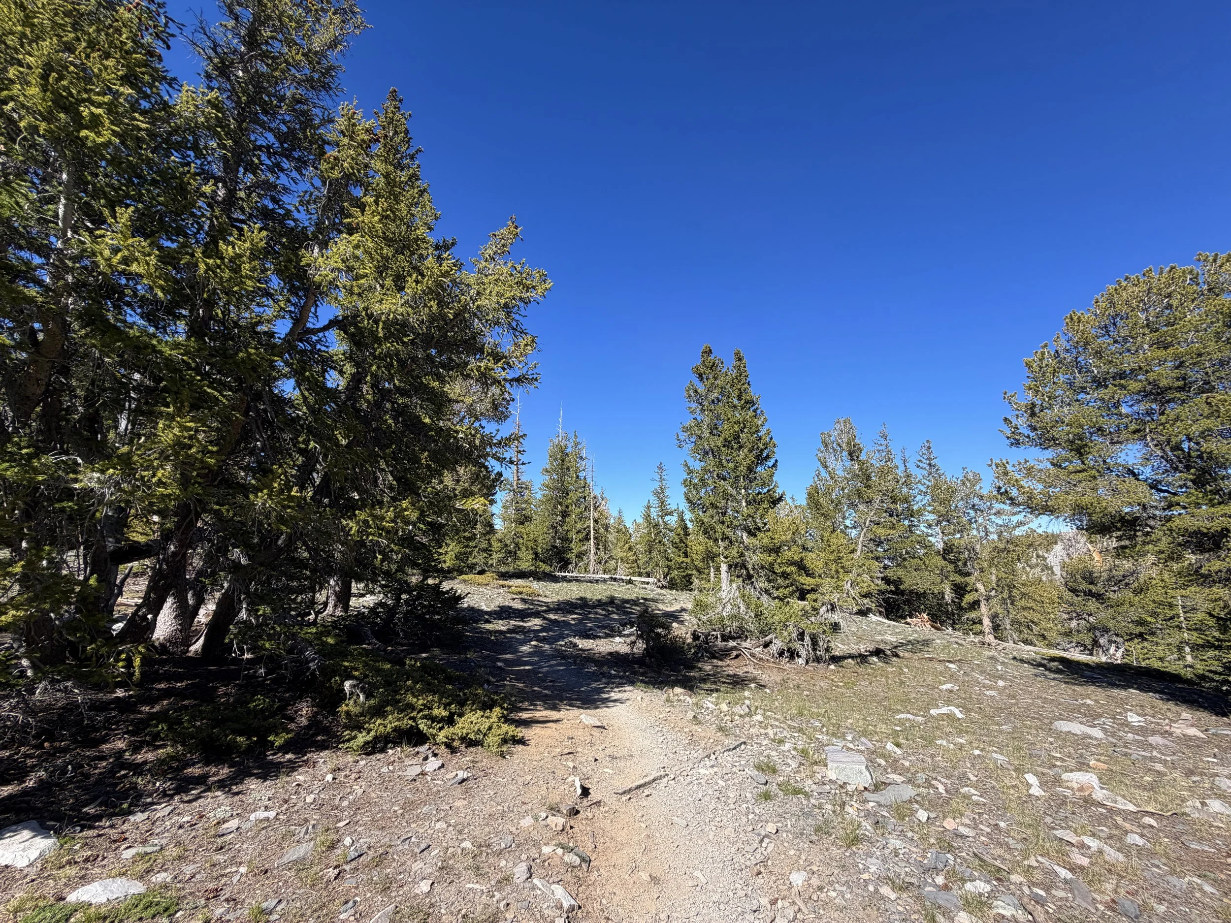Alpine Lakes Loop Trail Great Basin National Park Nevada
