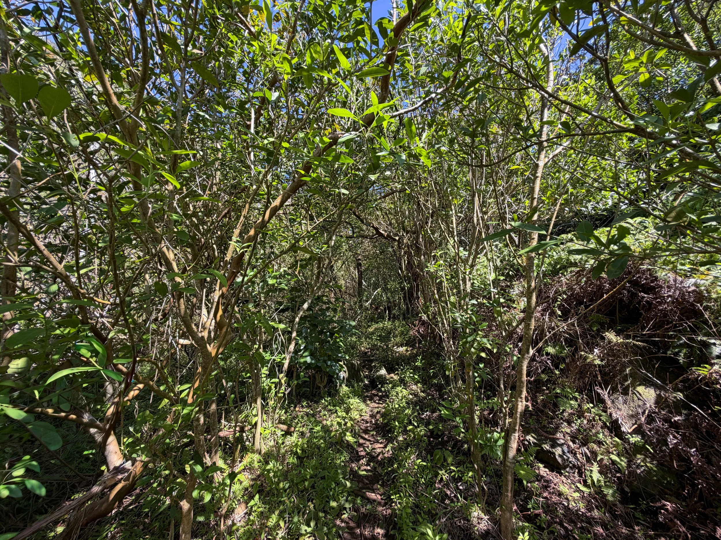 Kulanaahane Trail Oahu Hawaii