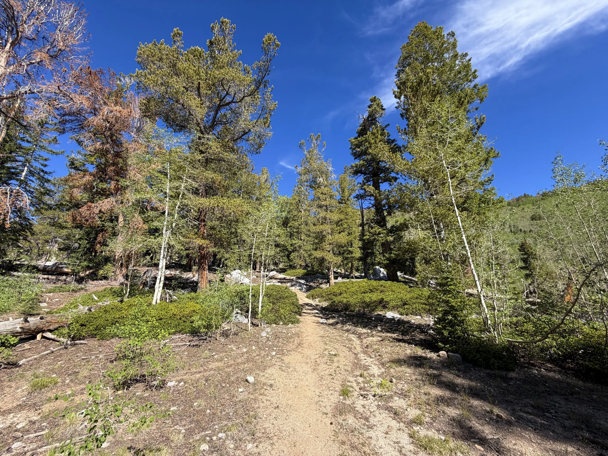 Johnson Lake Trail Great Basin National Park Nevada