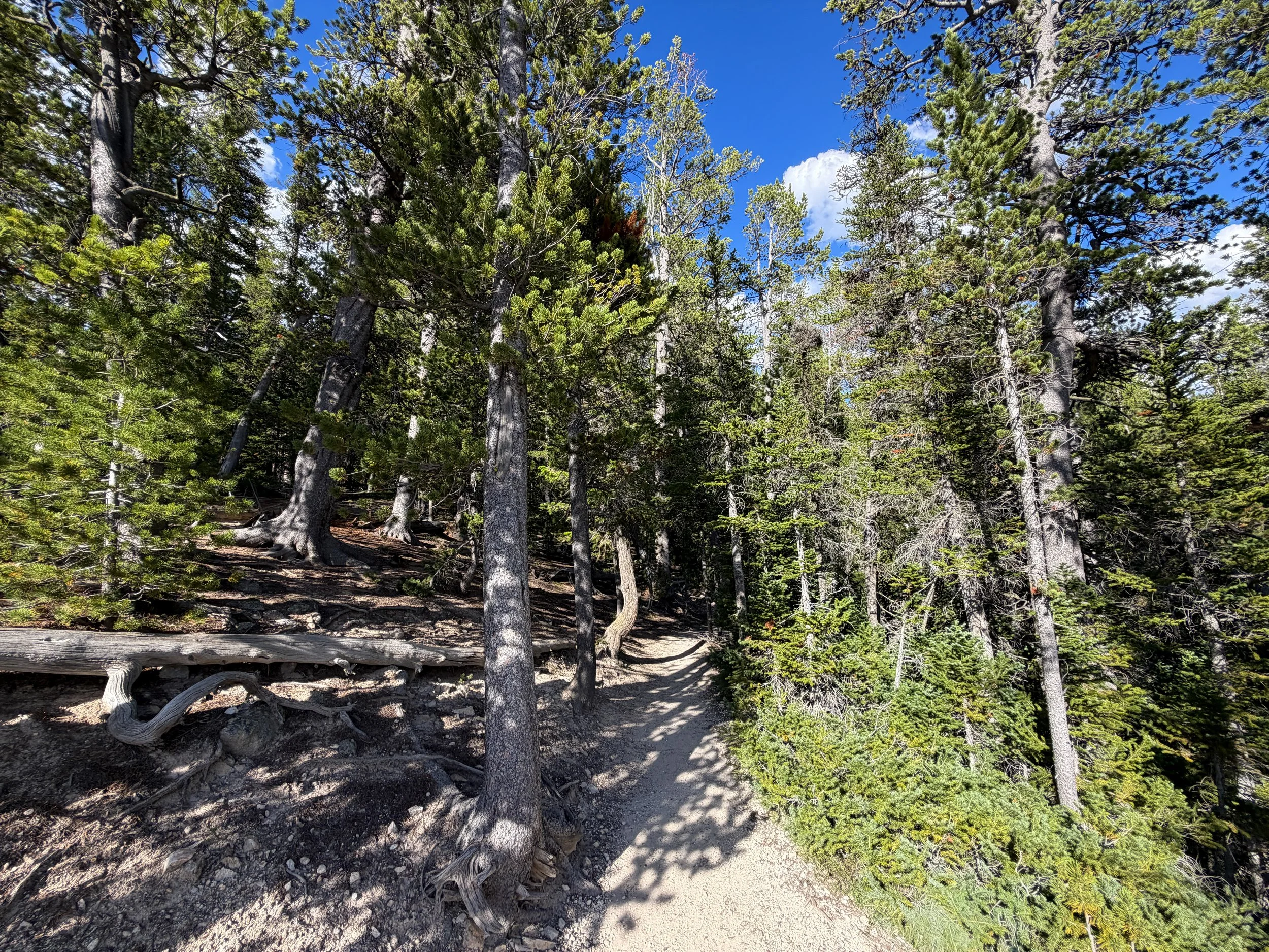 North Rim Trail Yellowstone National Park Wyoming