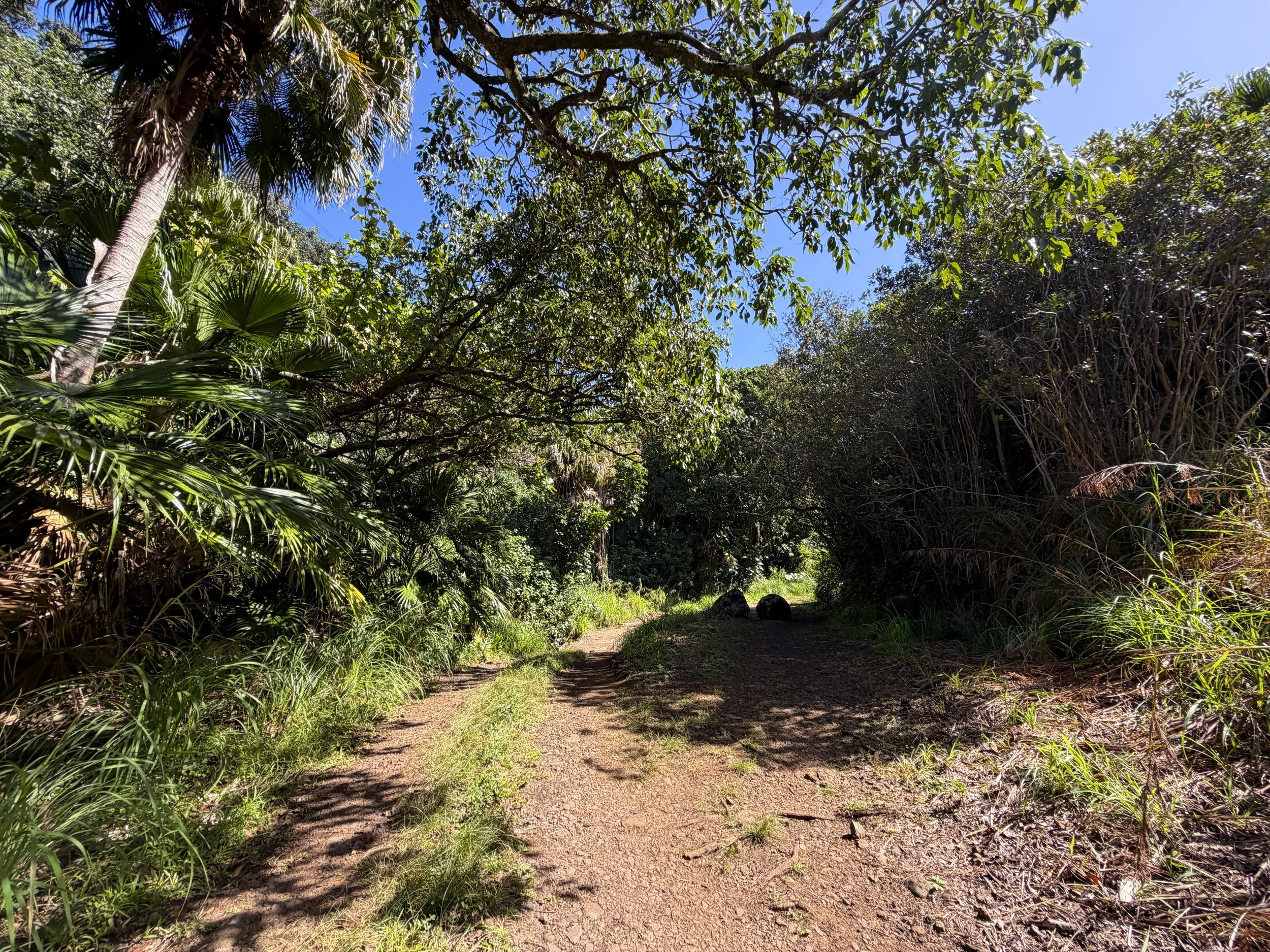 Tripler Ridge Trail via Kamananui Valley Road Oahu Hawaii