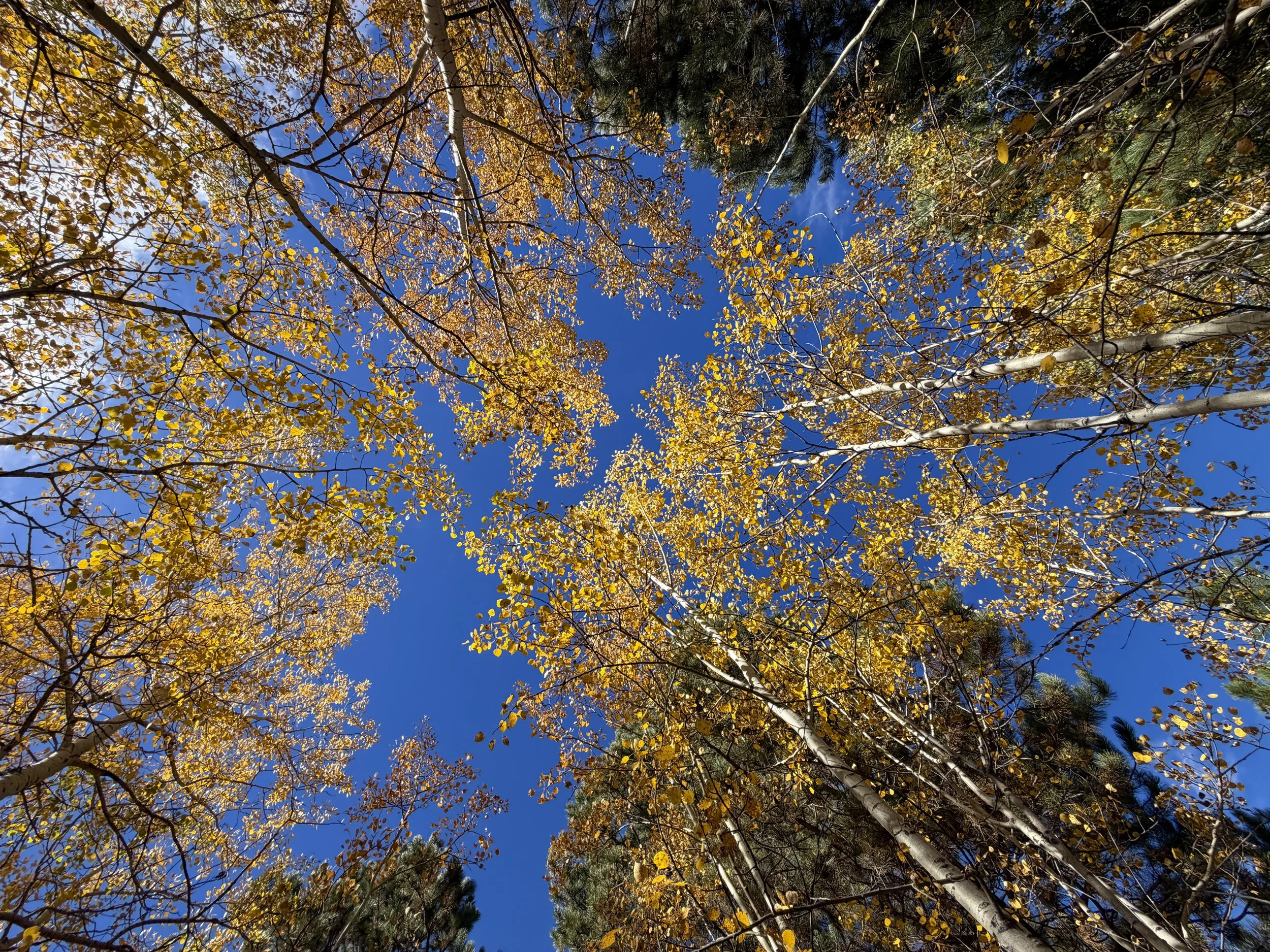 Fall Colors Custer State Park Black Hills South Dakota