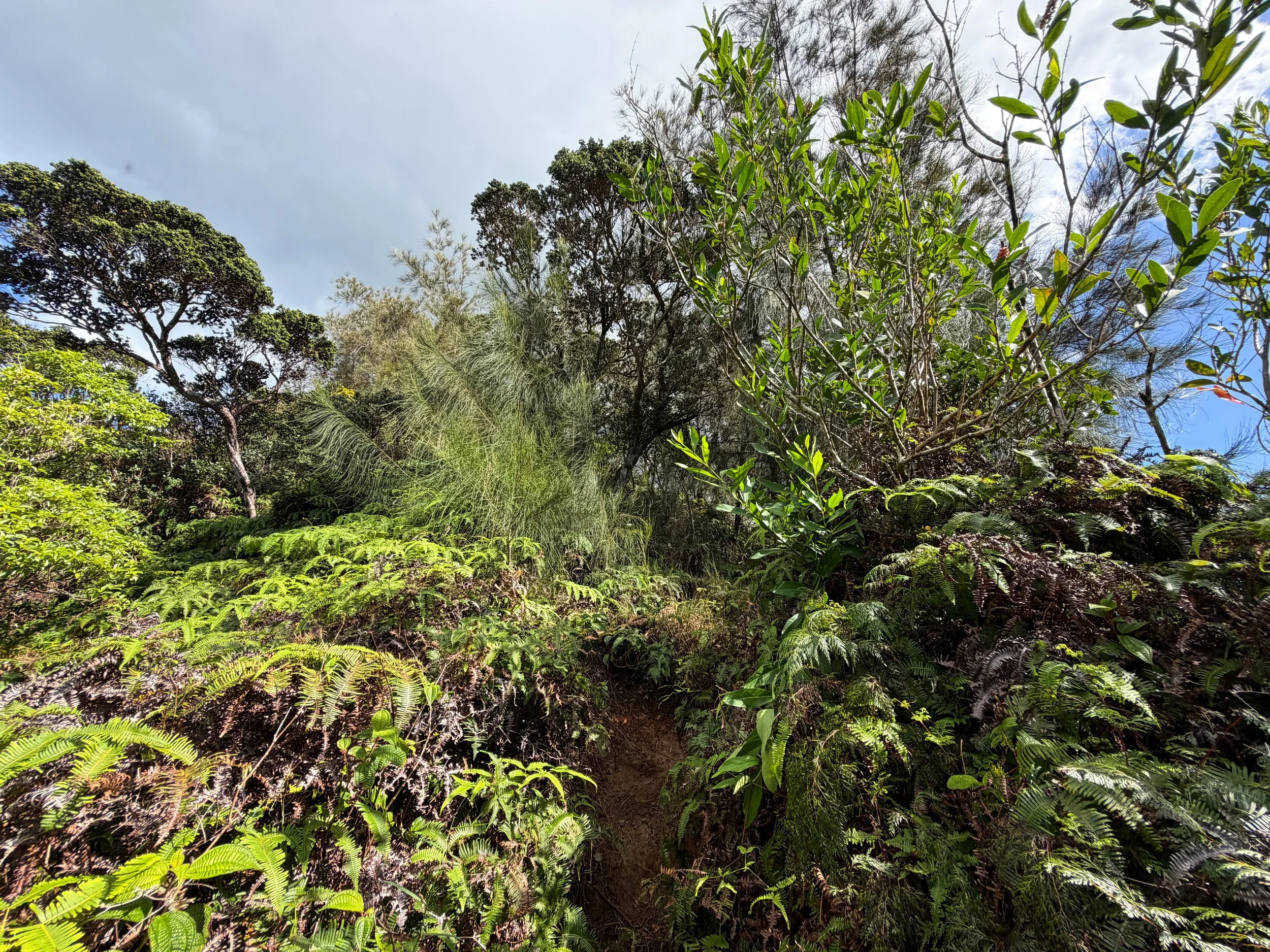 Kaau Crater Trail Oahu Hawaii
