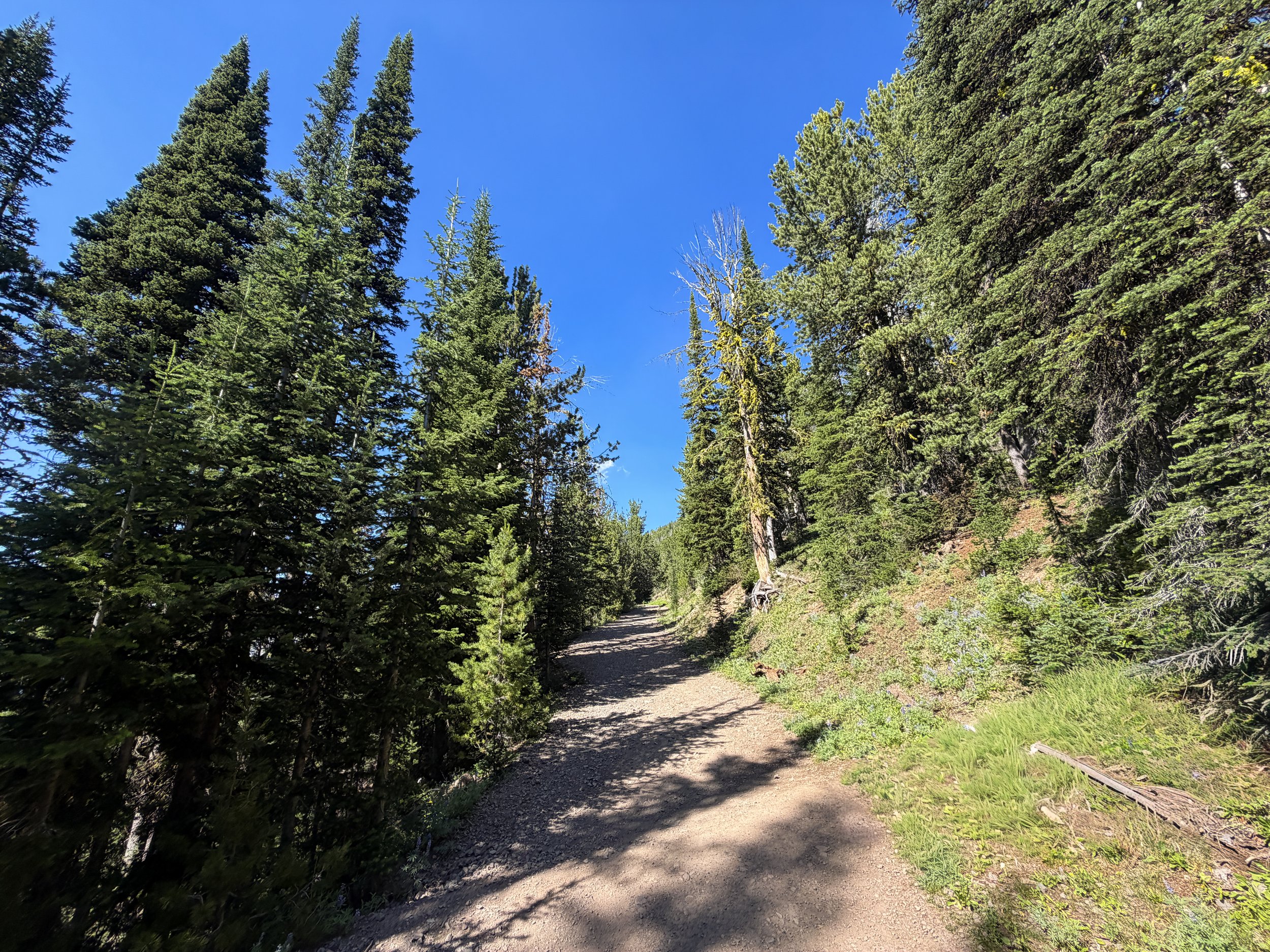 Mount Washburn Hike via Dunraven Pass Yellowstone National Park Wyoming