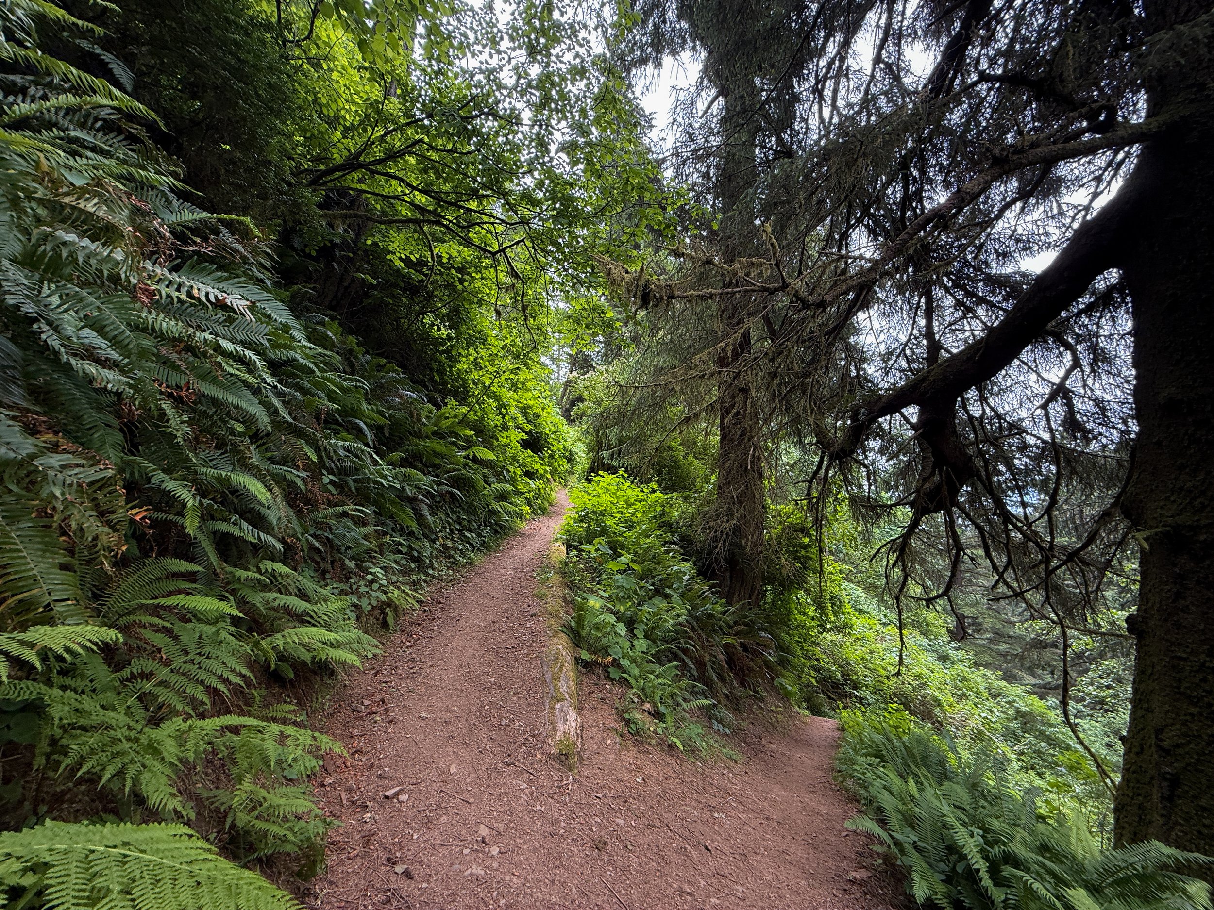 Damnation Creek Trail Del Norte Coast Redwoods State Park California