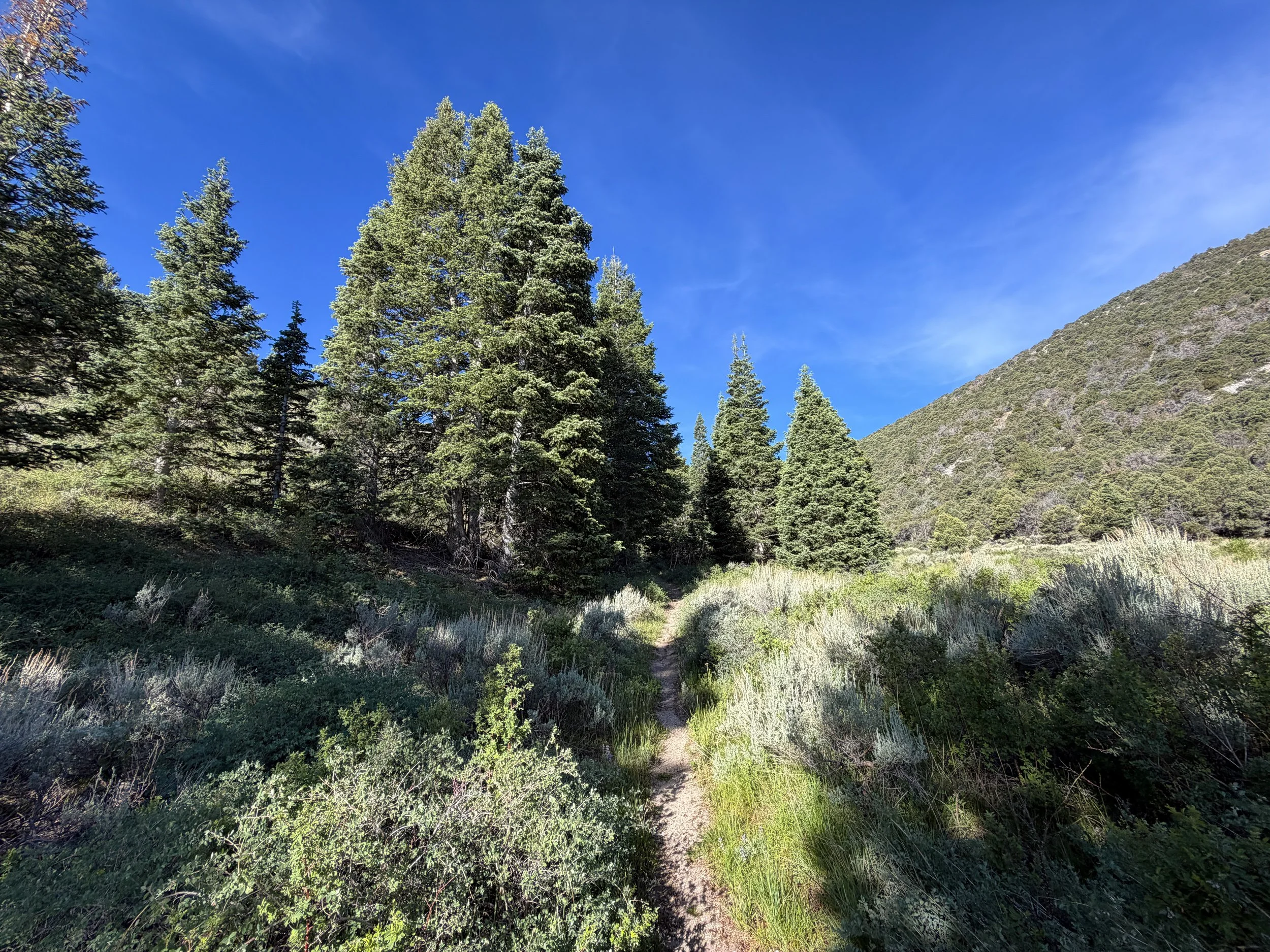 Pole Canyon Loop Trail Great Basin National Park Nevada