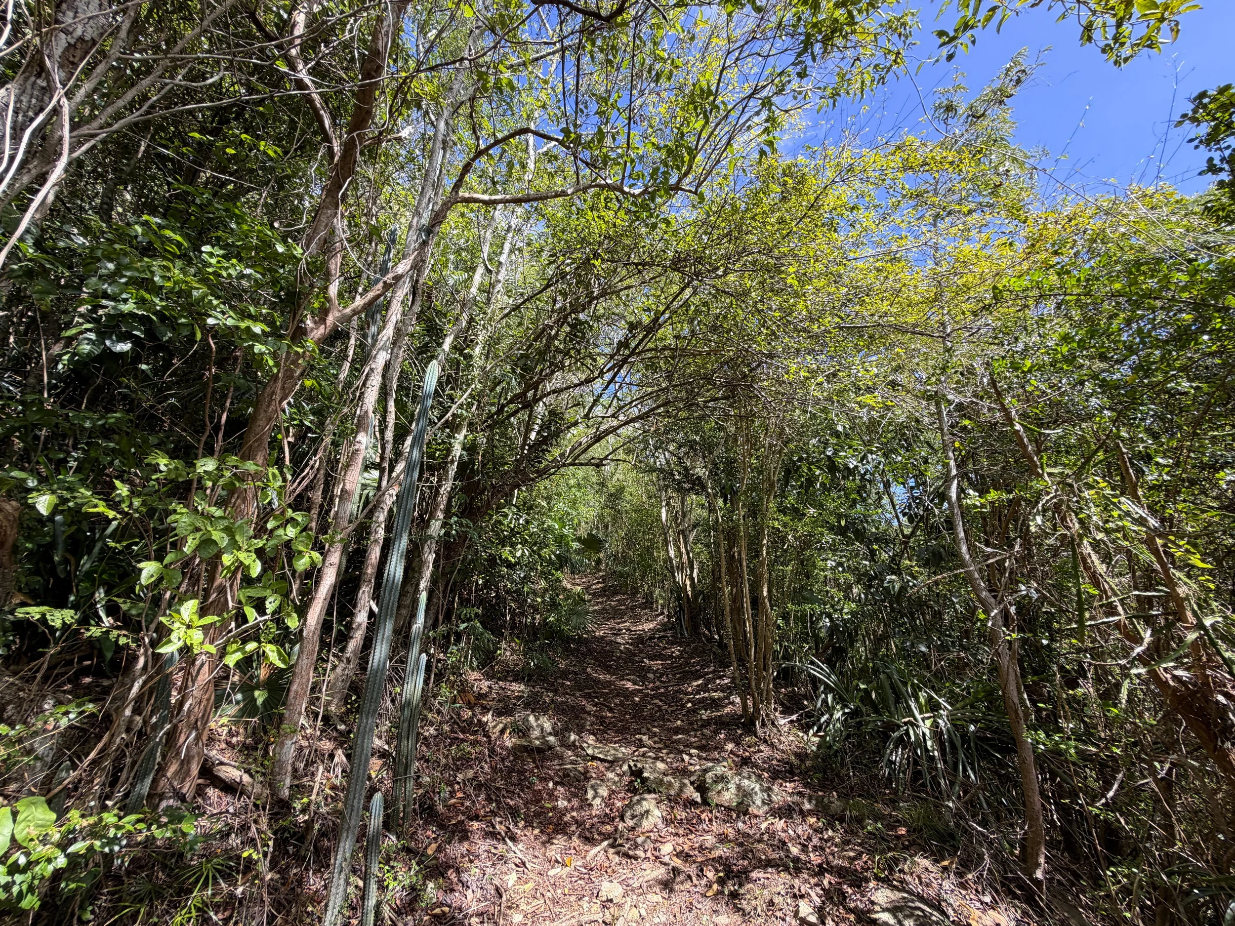 Bordeaux Mountain Trail Virgin Islands National Park
