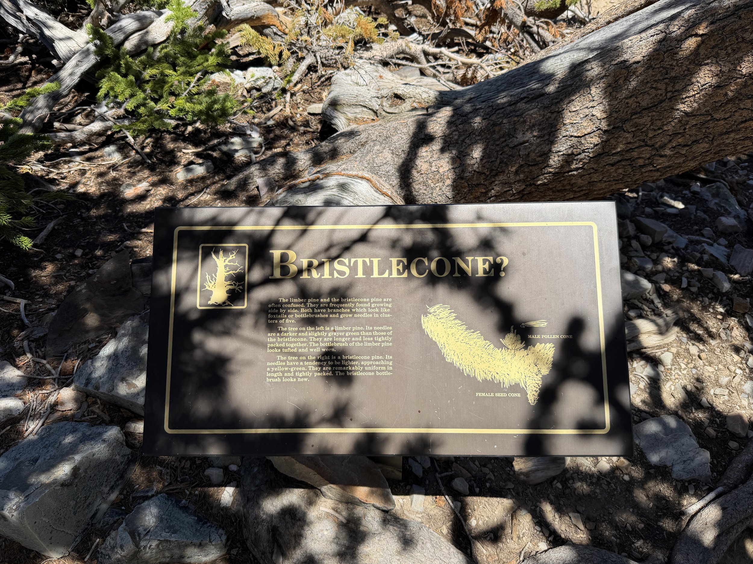 Bristlecone Pine Loop Trail Great Basin National Park Nevada