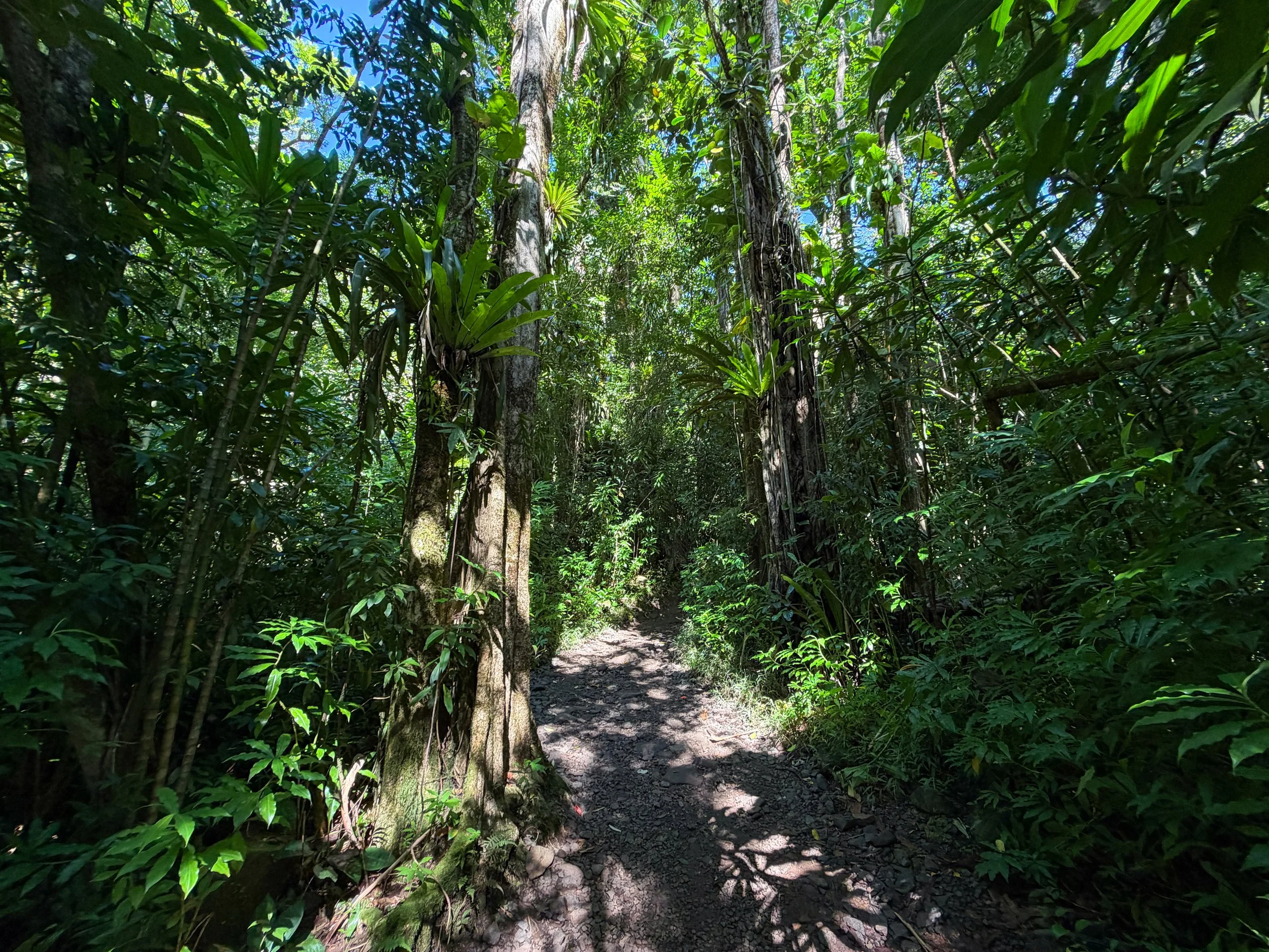 Manoa Falls Hike Oahu Hawaii
