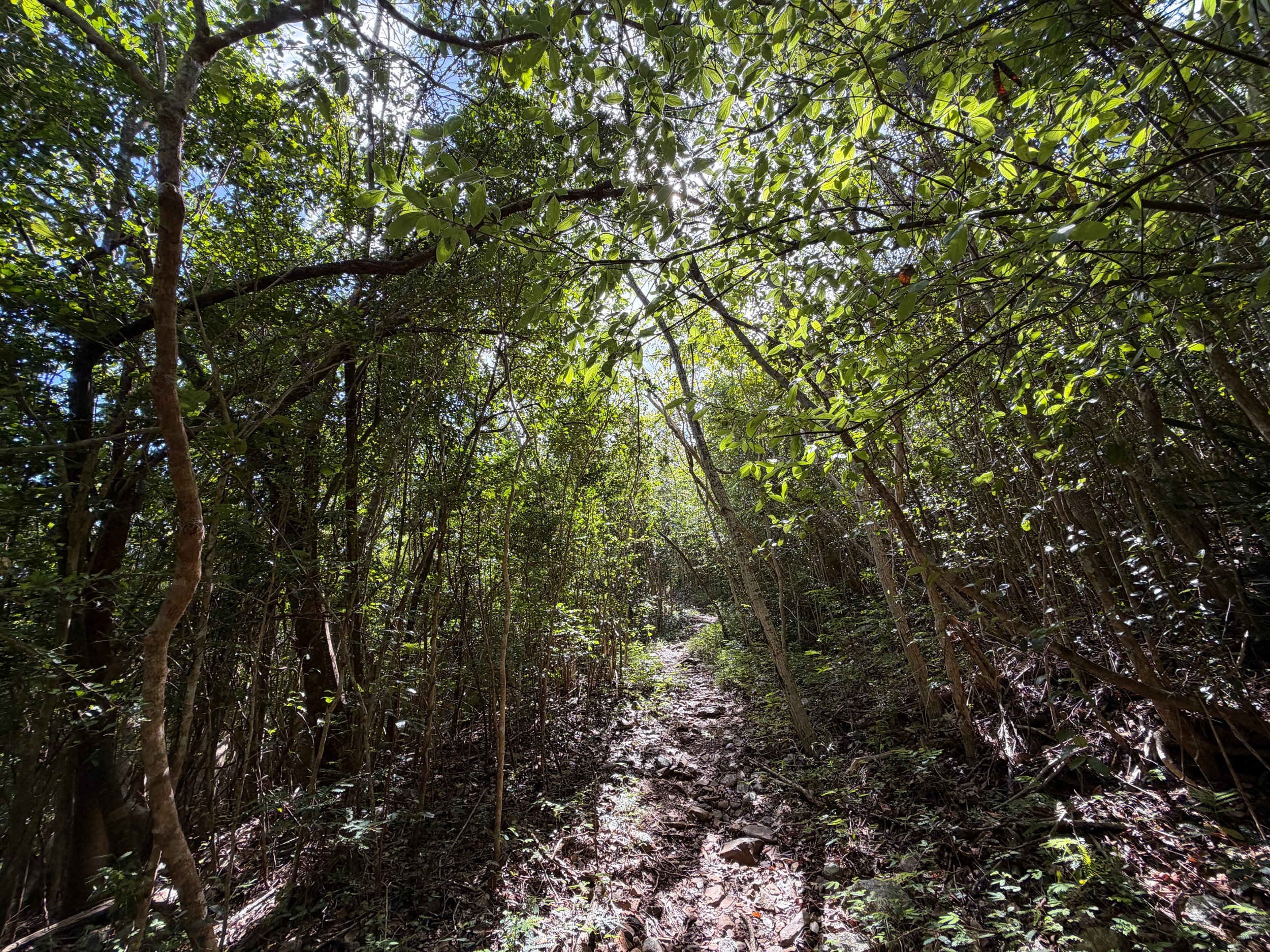 Great Sieben Hike Virgin Islands National Park
