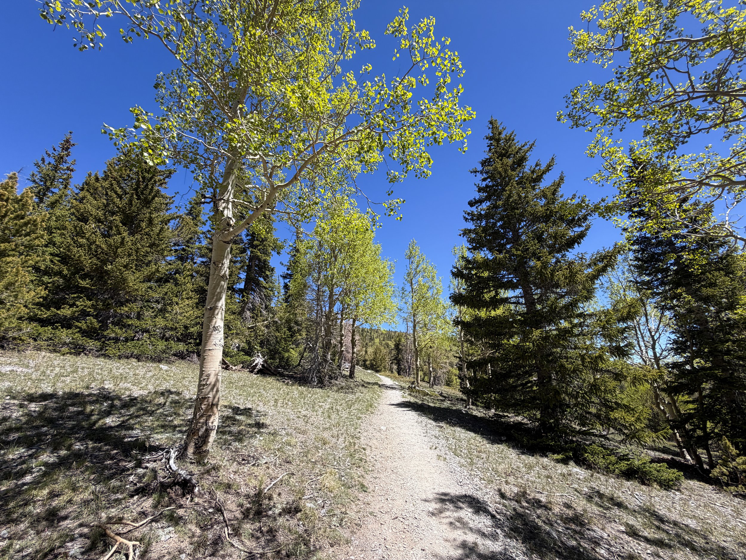 Wheeler Peak Trail Great Basin National Park Nevada