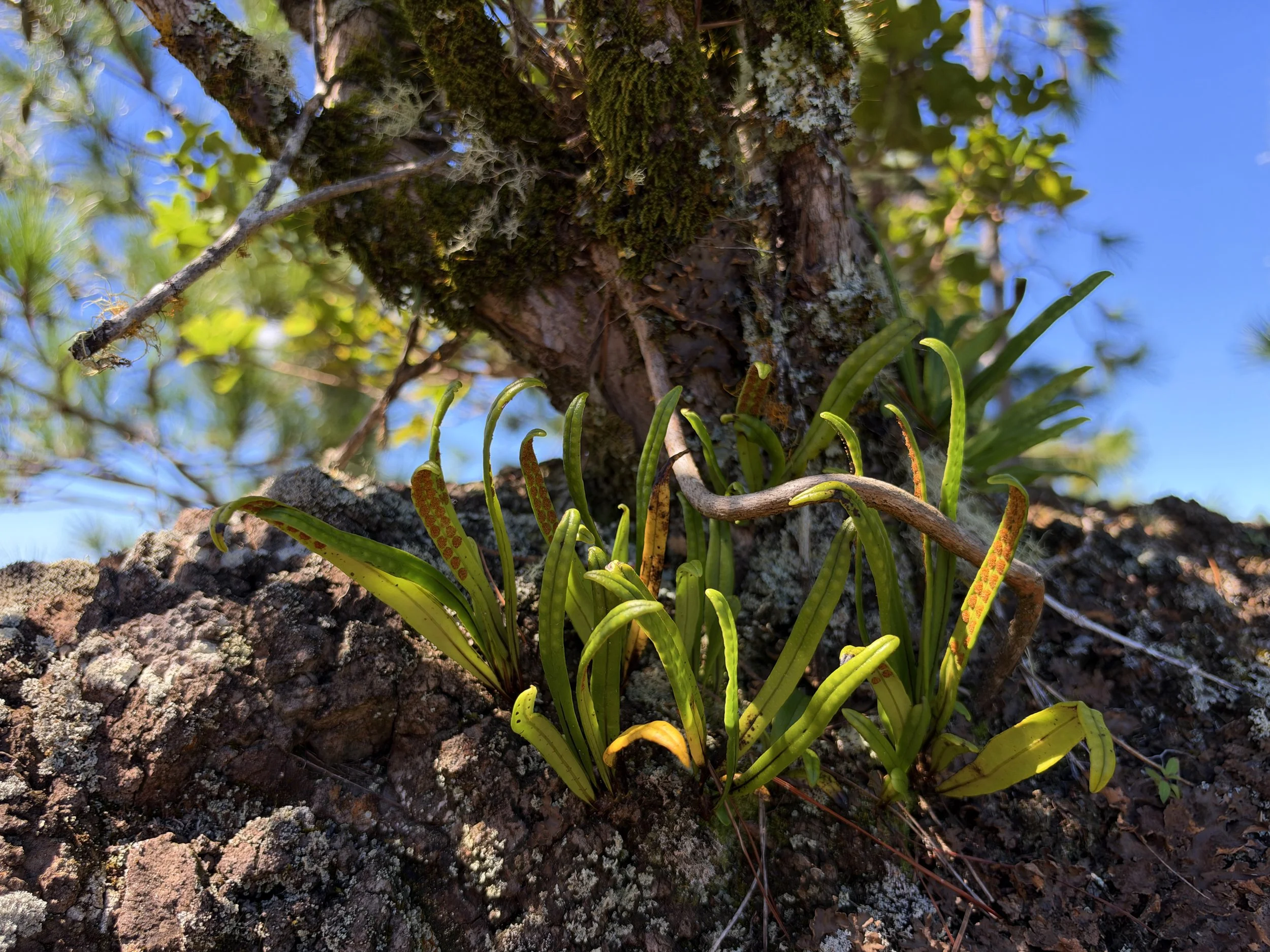 Lepisorus thunbergianus