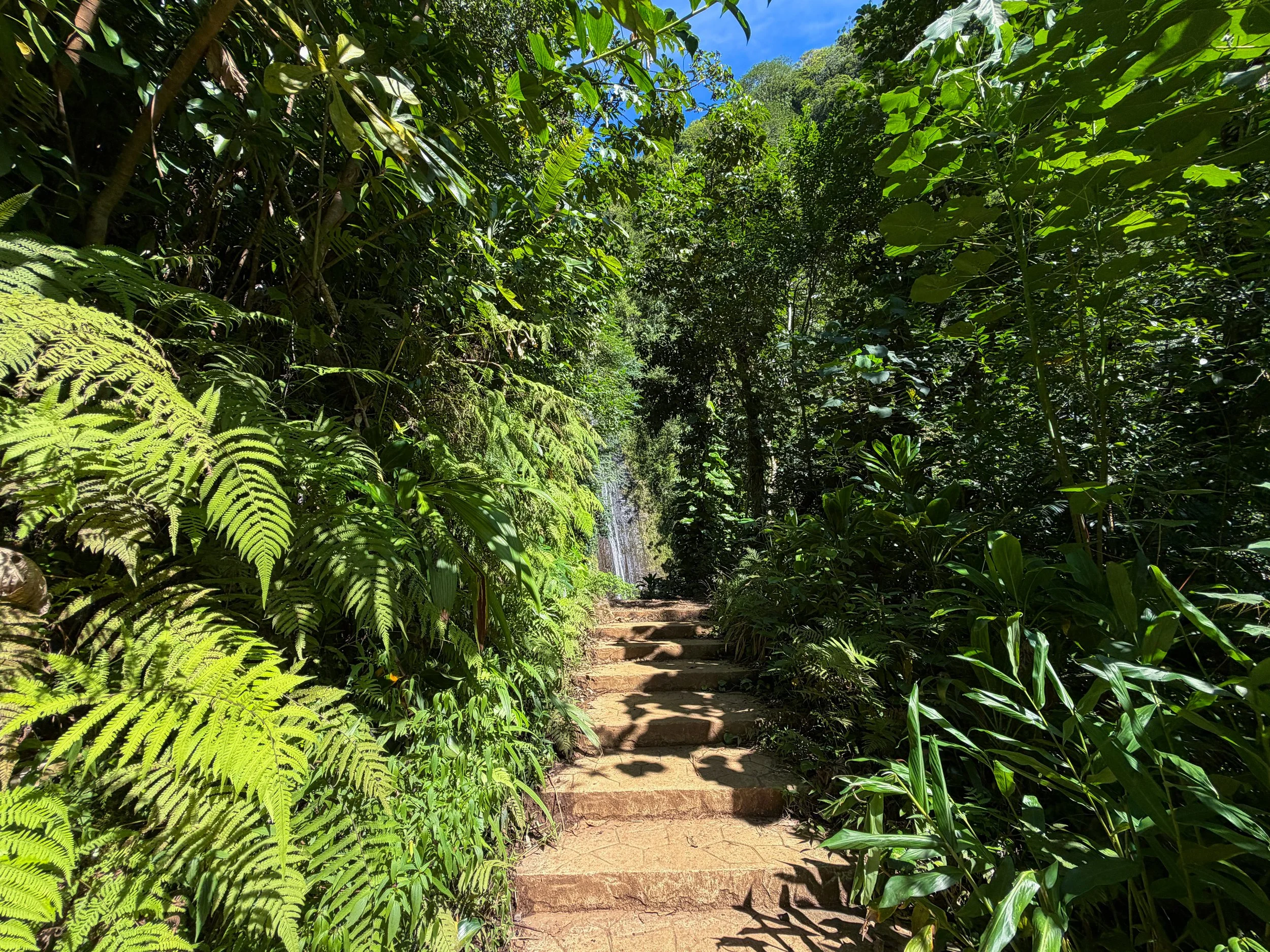 Manoa Falls Trail Oahu Hawaii