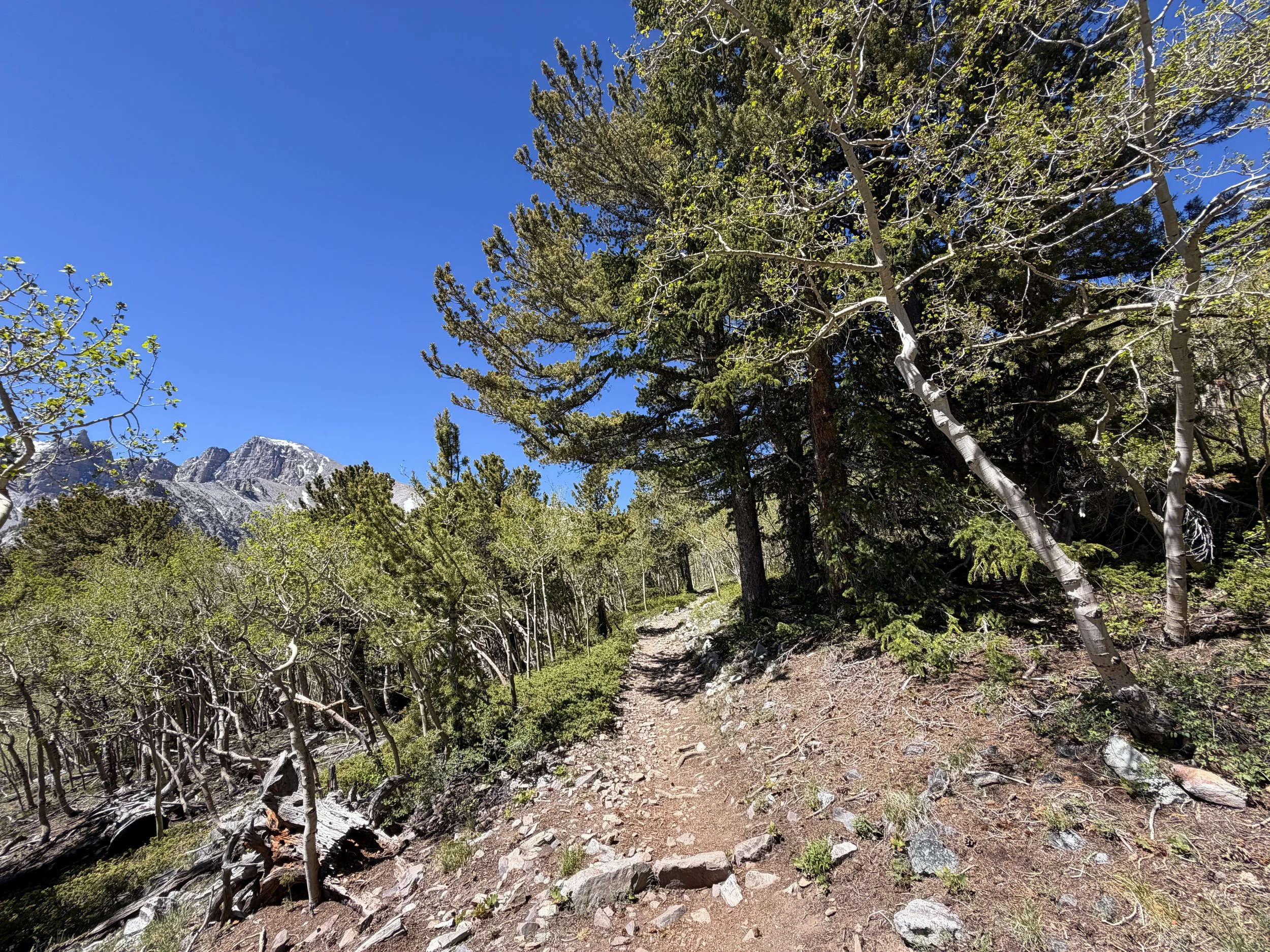 Wheeler Peak Summit Trail Great Basin National Park Nevada