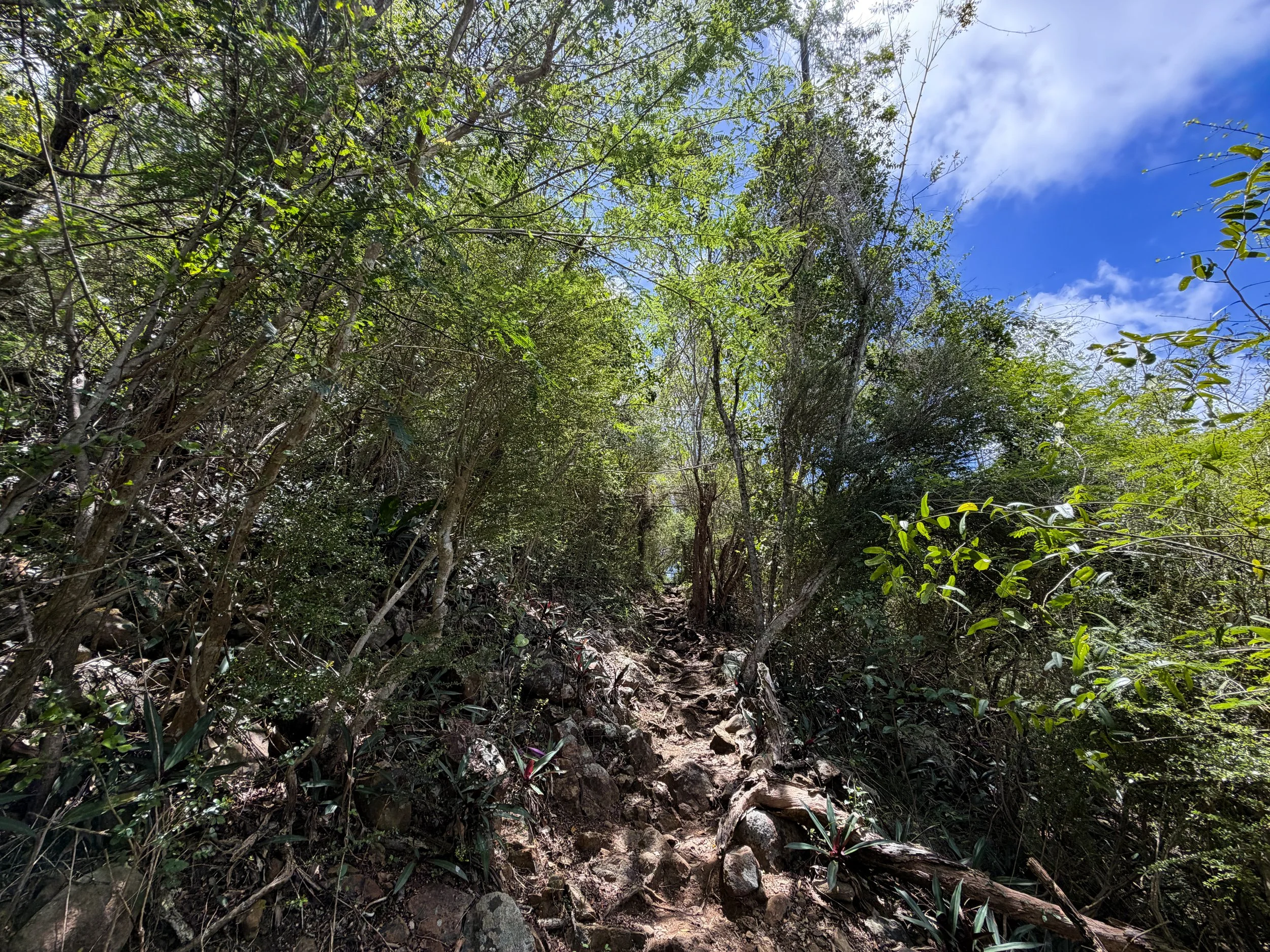 Caneel Hill Hike Virgin Islands National Park