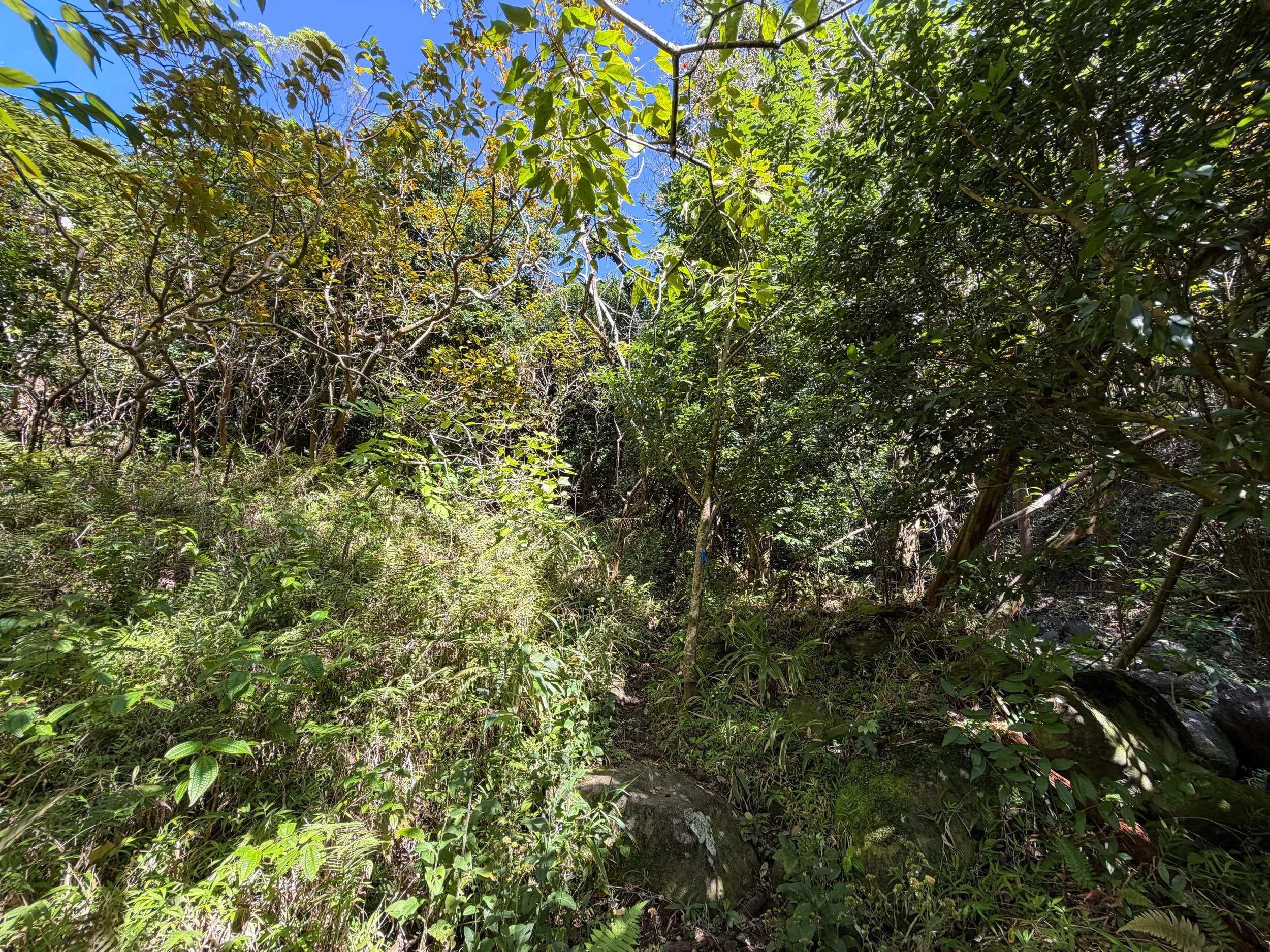 Kulanaahane Trail Oahu Hawaii