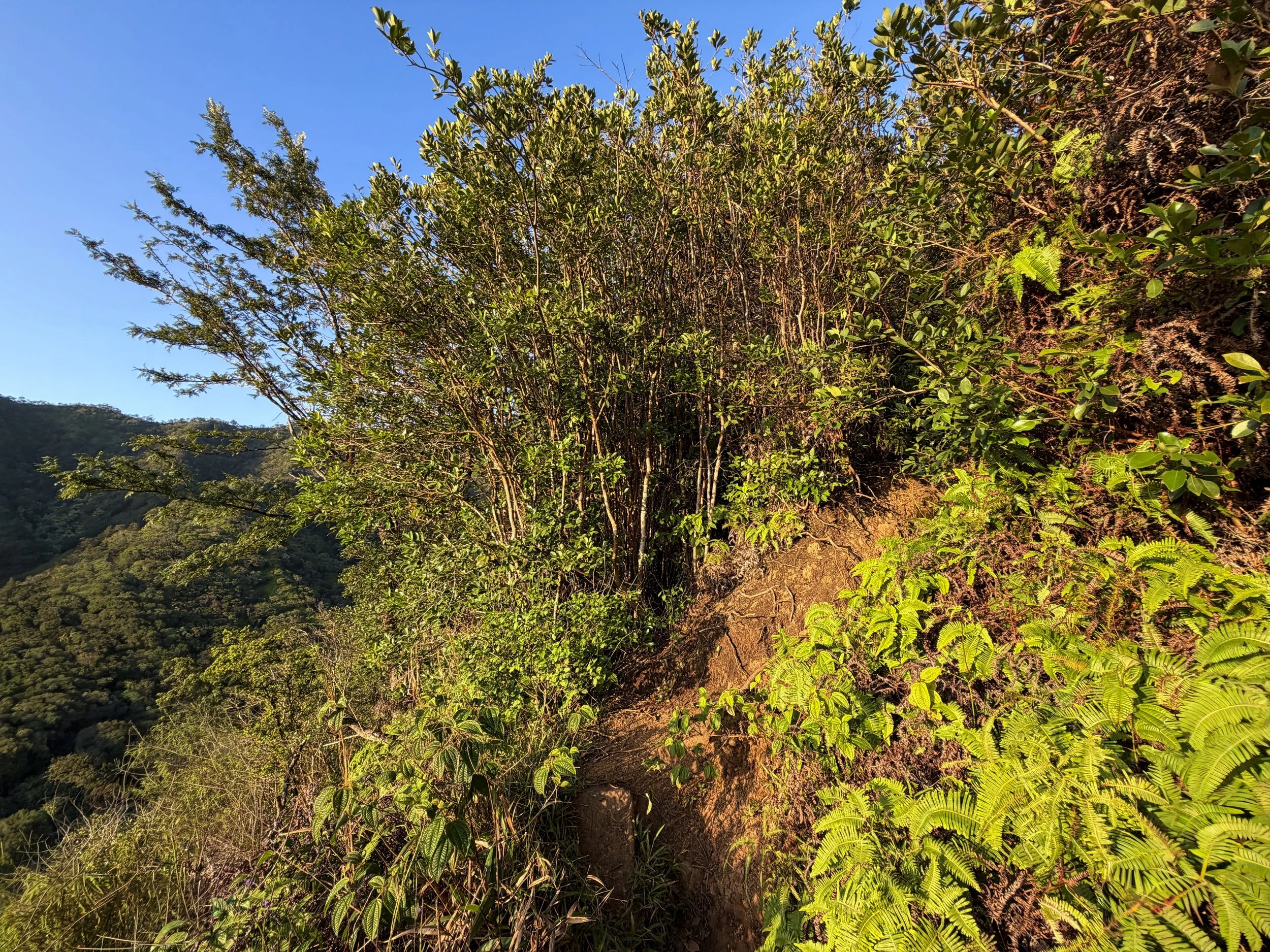 Moanalua Middle Ridge Trail to Stairway to Heaven Oahu Hawaii