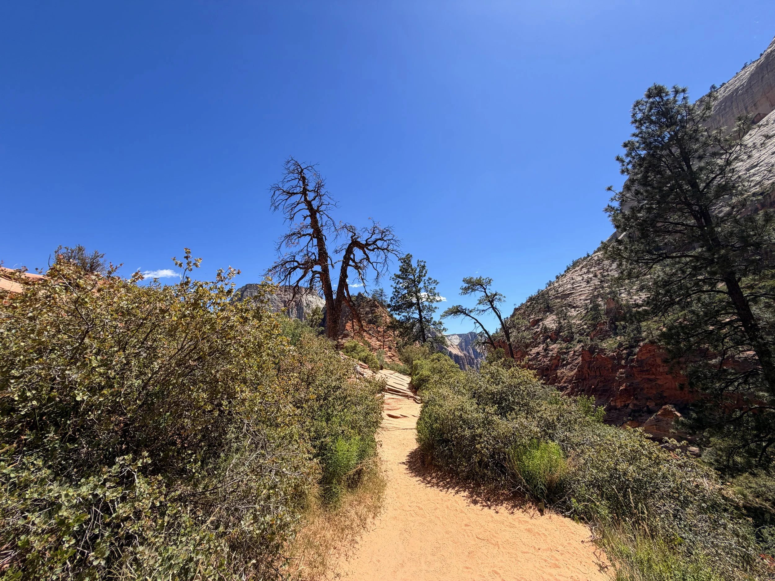 Angels Landing Trail Scout Lookout Zion National Park Utah